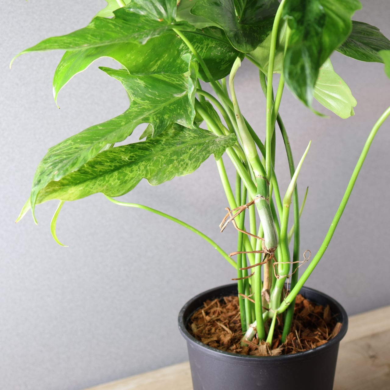 P. Dragon 観葉植物 P.ridley wild ☆dragon⭐︎plants☆ 住所:福岡県北九州市小倉北区魚町