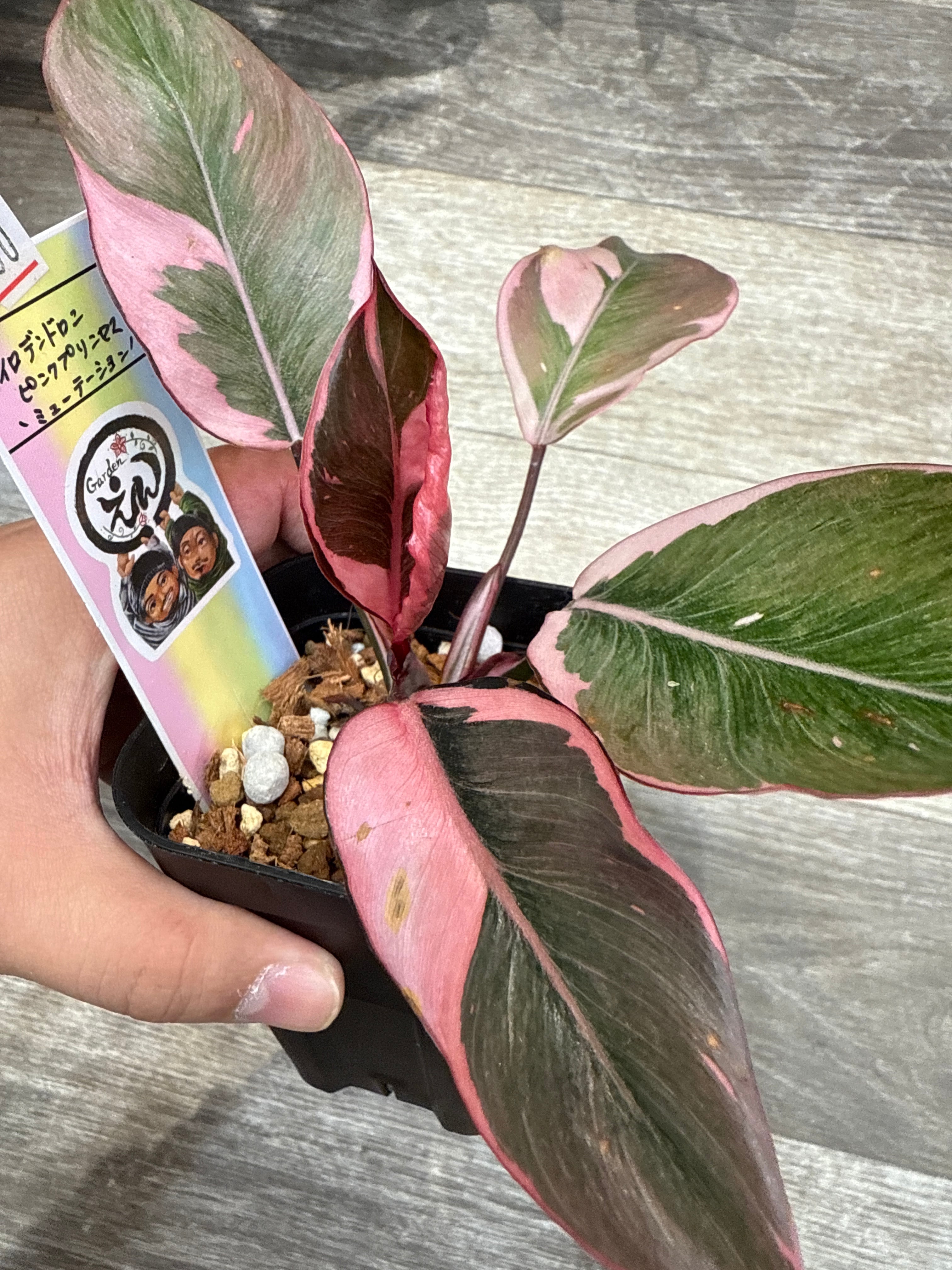 【希少・美麗】フィロデンドロン “ピンクプリンセス ミューテーション” ②フィロデンドロン ピンクプリンセス