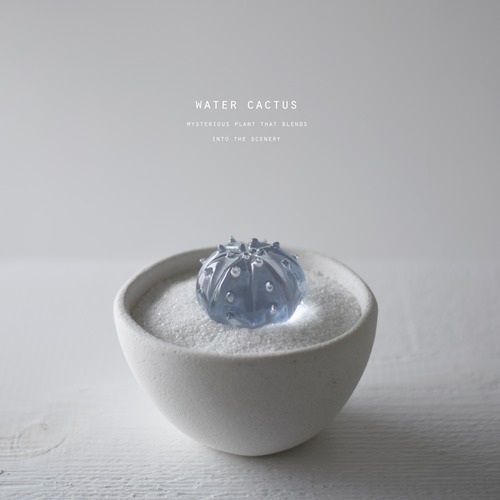 water cactus (兜丸）