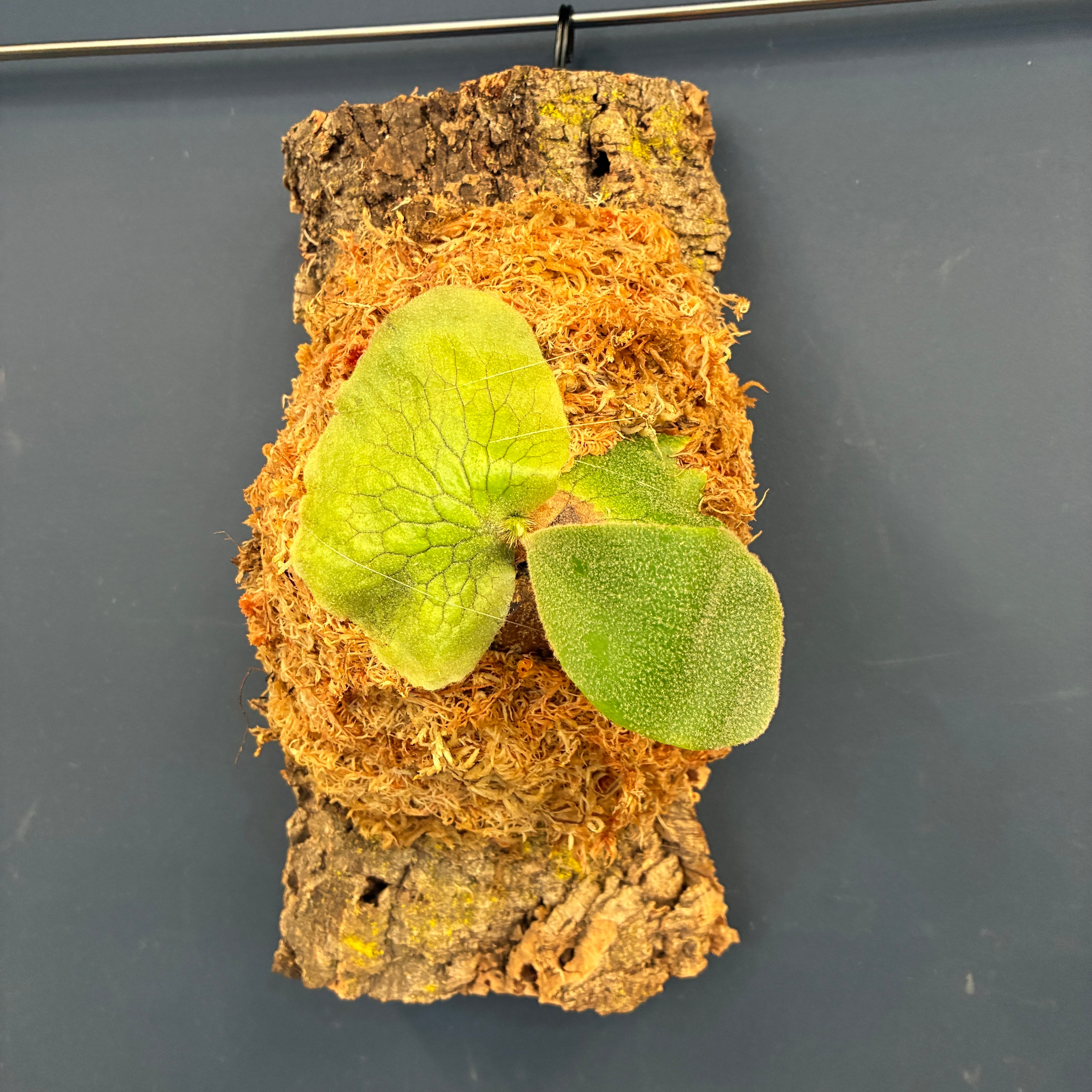 10%OFF対象】ビカクシダ アンディナム P.andinum【1077】 | PROTOLEAF