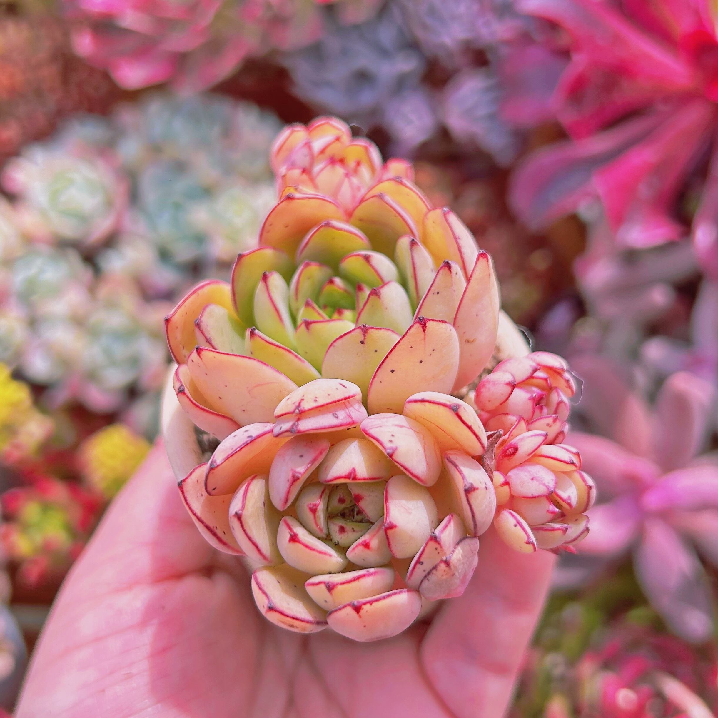 多肉植物 シンデレラ 3～5頭 | るる農園~多肉植物専門