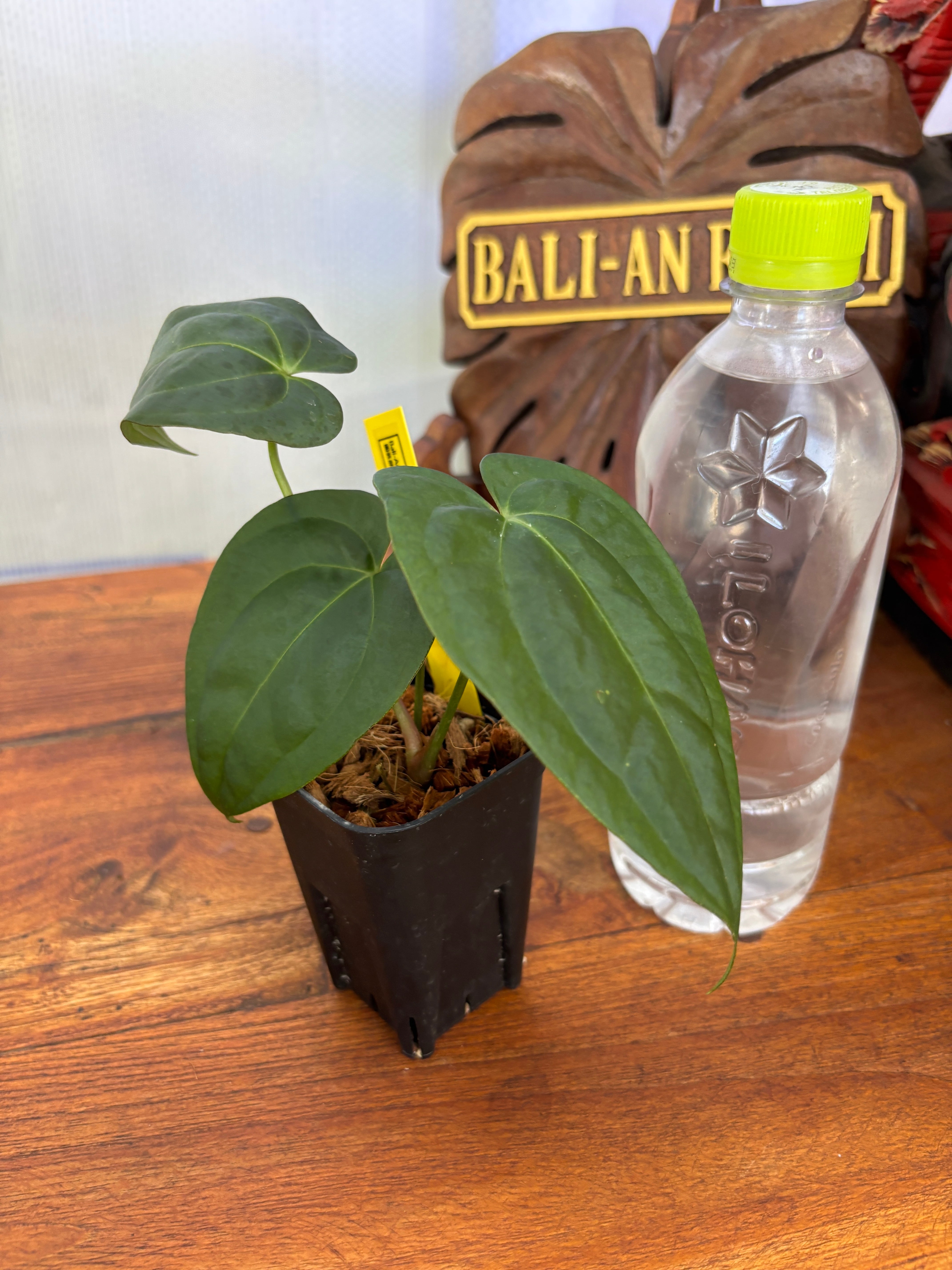 Anthurium | BALI-AN 園芸