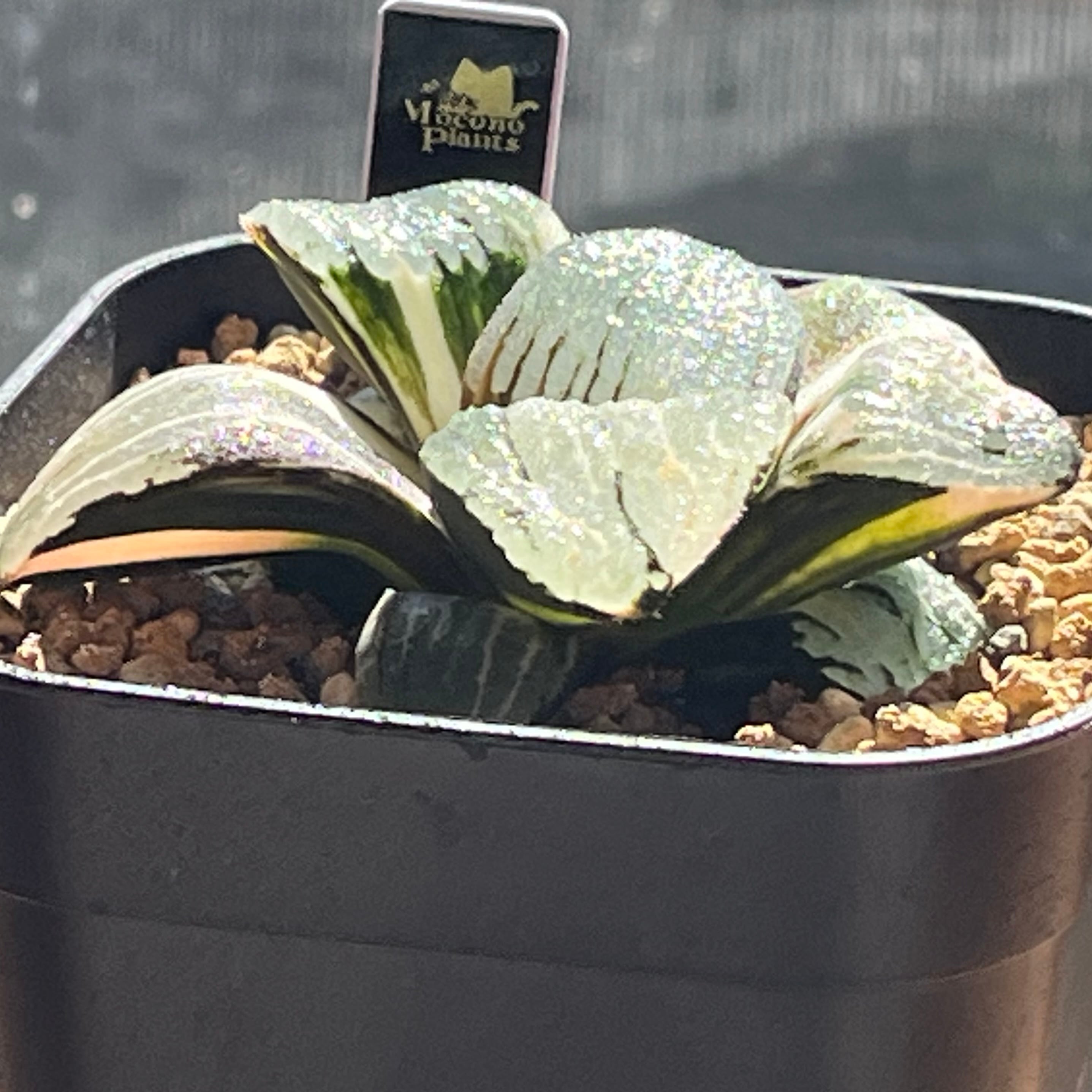 ハオルチア 日月潭錦 ハオルチア 日月潭錦 | mocono_plants
