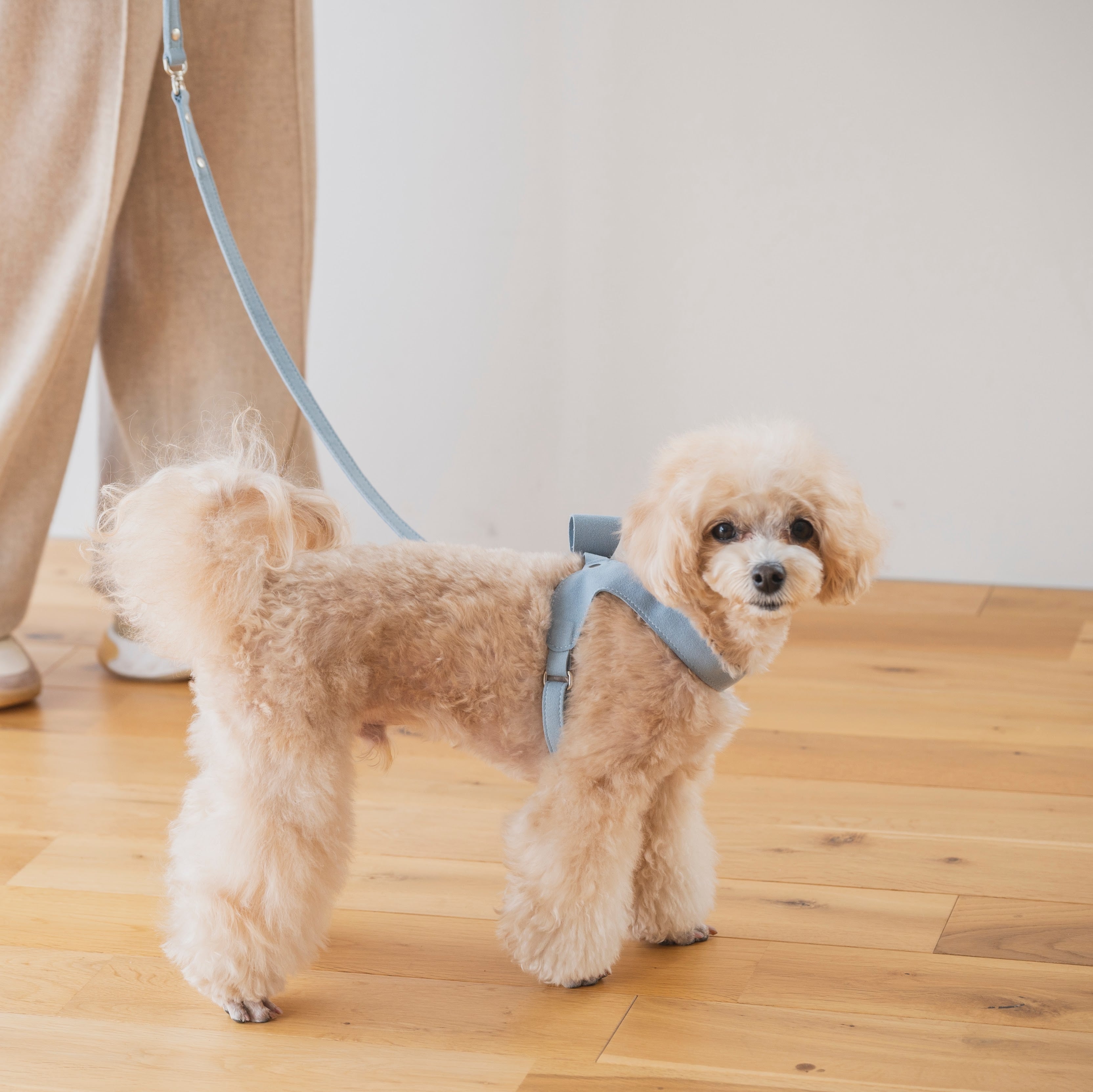 soph Milla Ribbon Harness 軽量バックリボンハーネス ブルー ーMilla