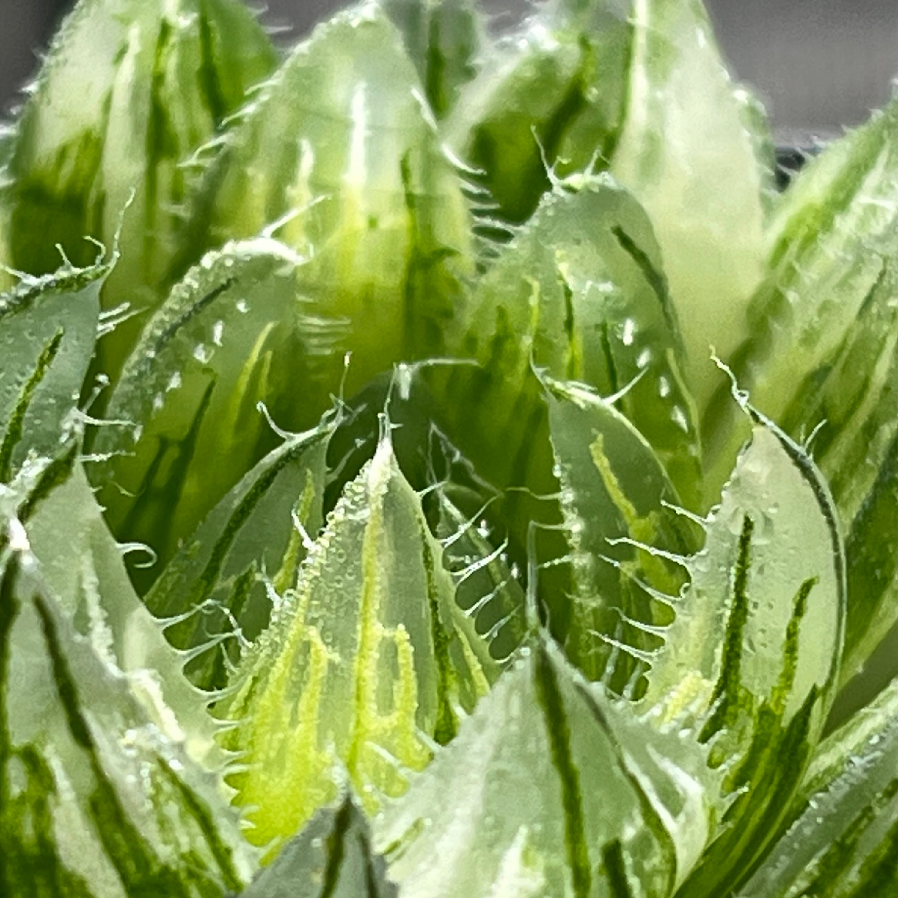 ハオルチア 桜水晶錦 | mocono_plants