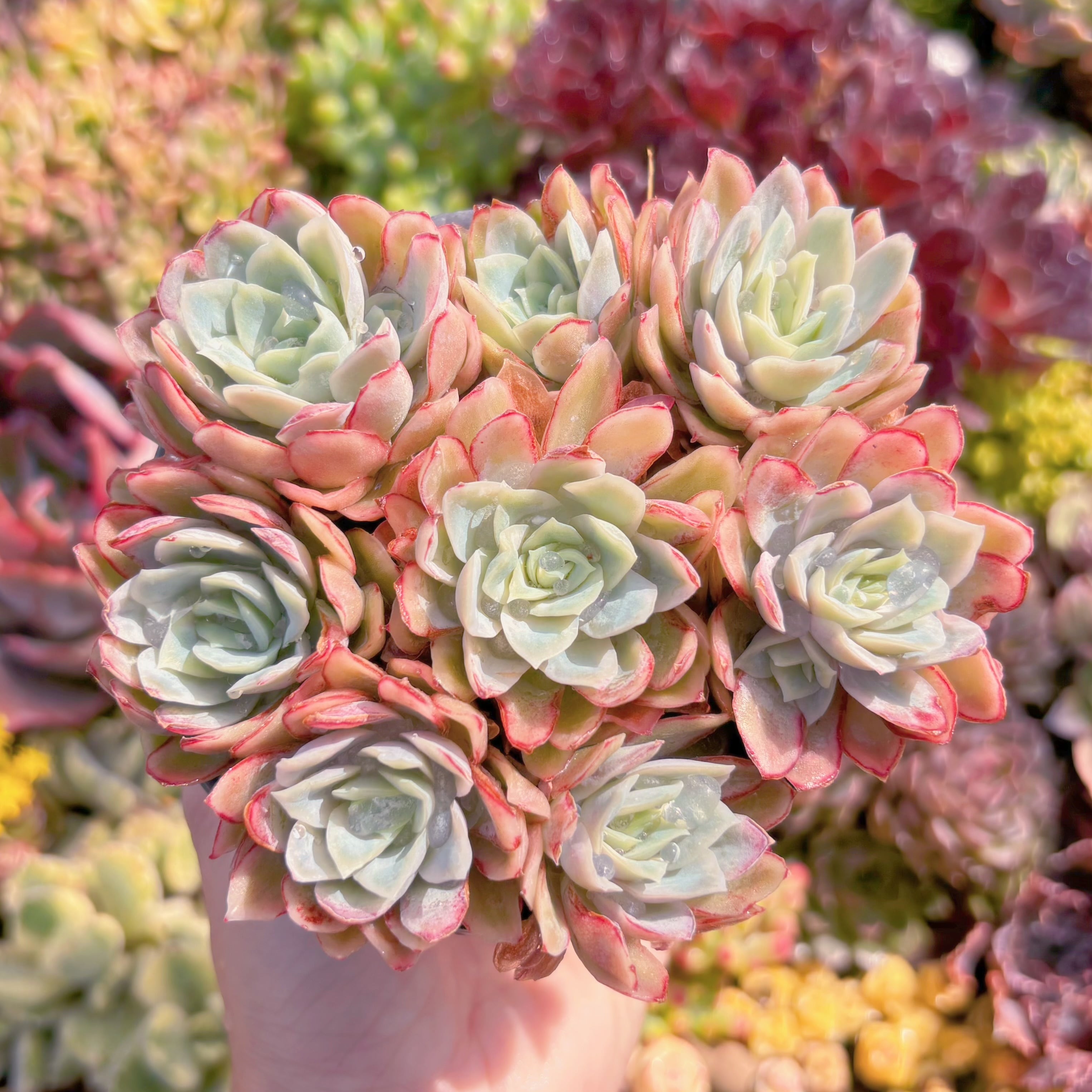 現品　ラズベリーアイス錦#A055　群生　新入荷　るる農園