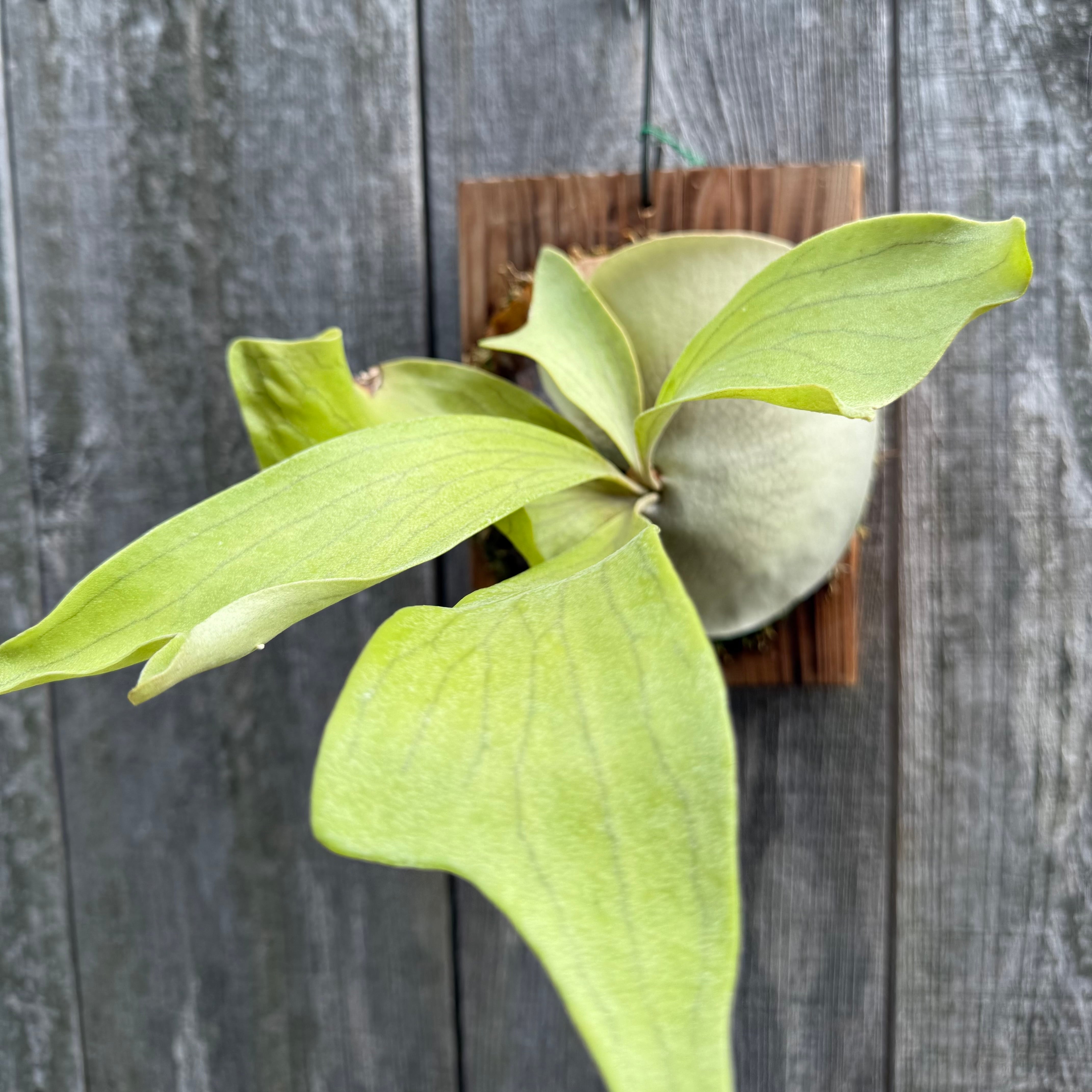 P.hillii Kylin (from Yot) | naturefix