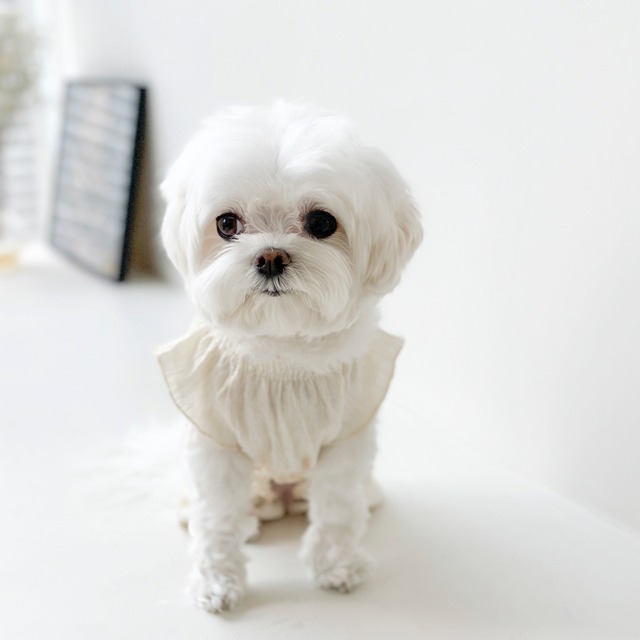 〈即納アイテム〉 EYOU ピュアロマンティックオールインワン(アイボリー )