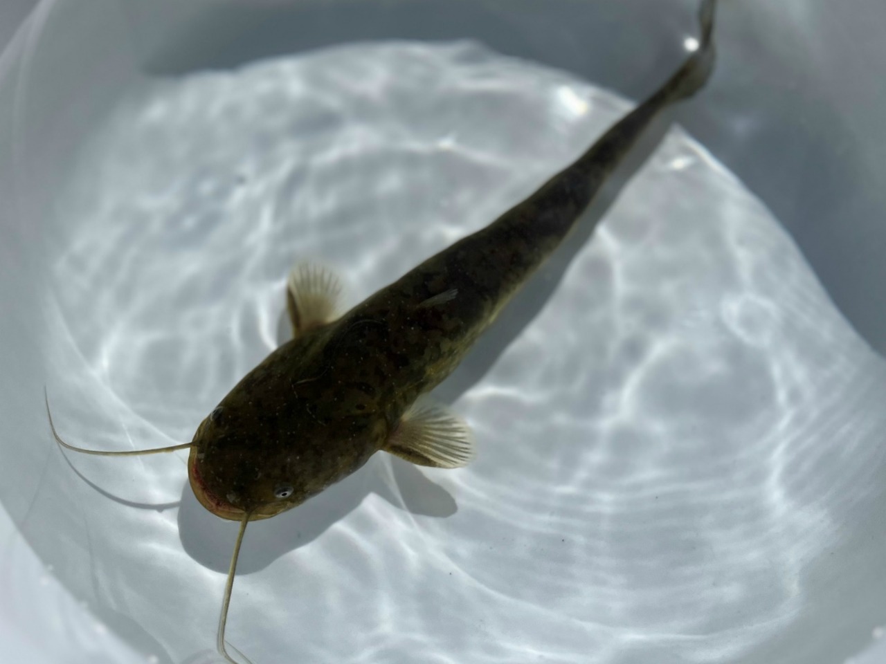 （淡水魚）ナマズ　18～25ｃｍ±　（養殖）（1匹）【生体】