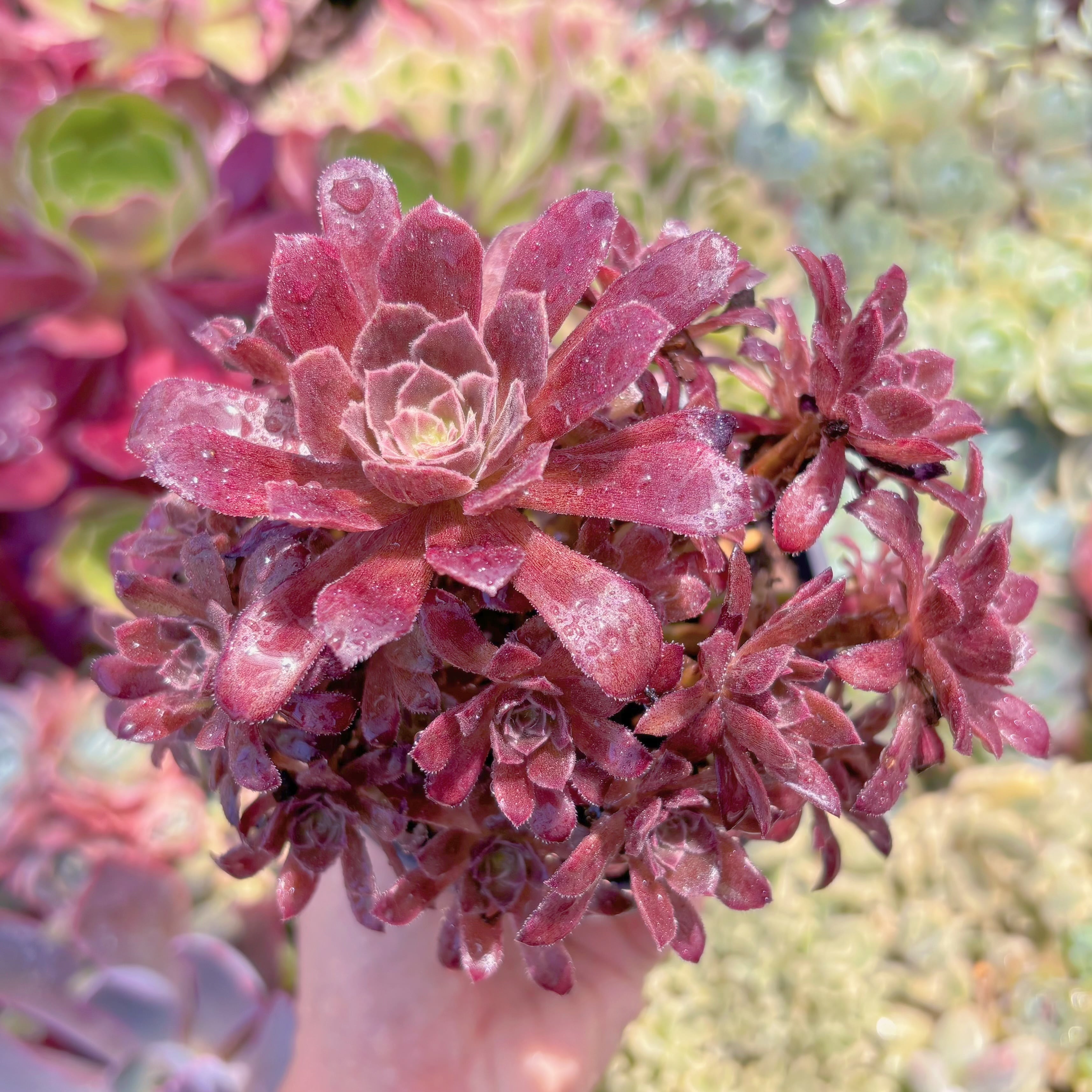 現品　plum purdy#8888　群生　るる農園