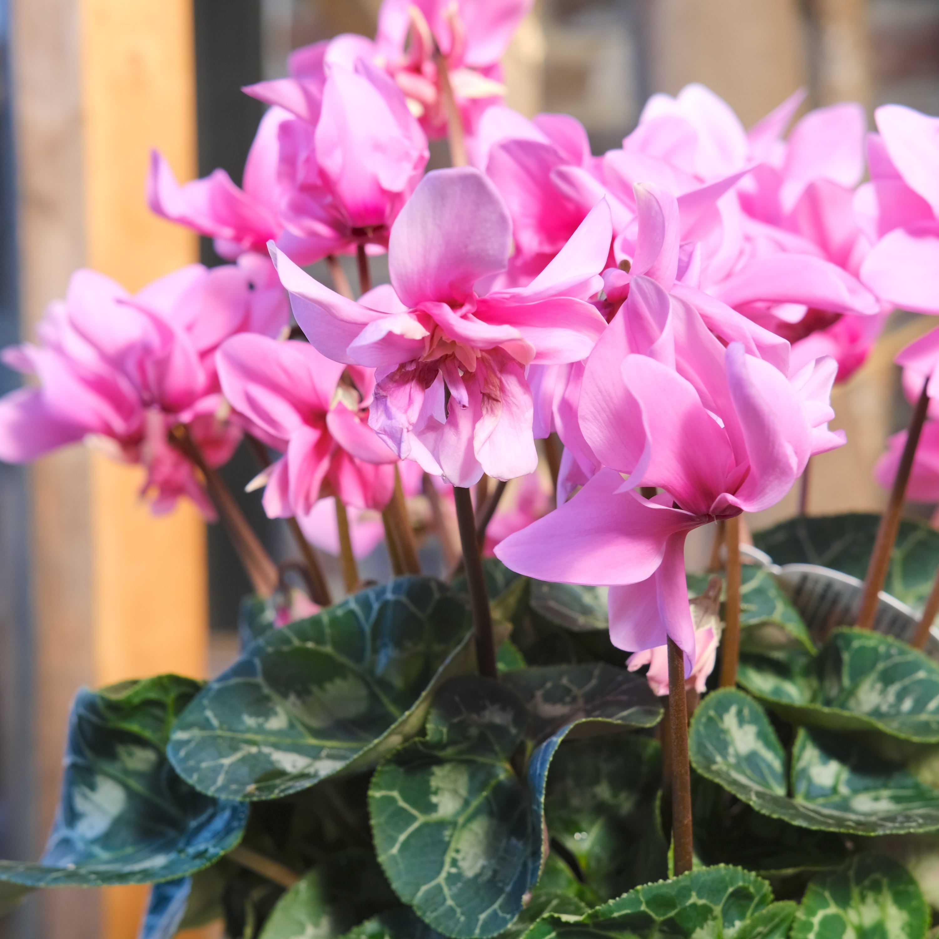 八重崎ミニシクラメン 斑入り チモピンク　③　＊同梱推奨商品 No, 13】ミニシクラメン チモシリーズ 八重《 枝垂れざき 》鉢なし