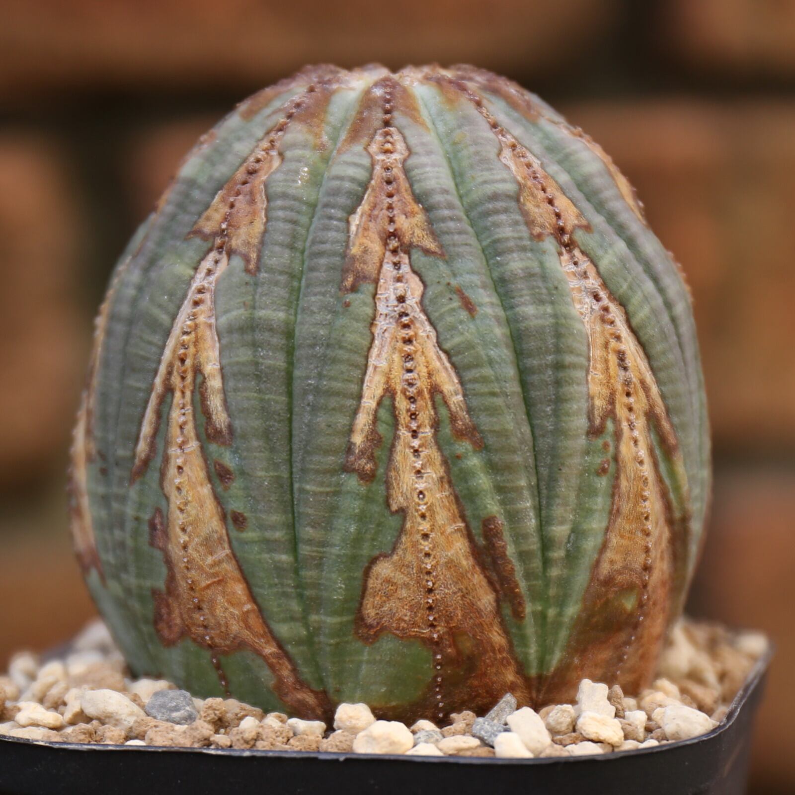 速達第四種郵便 ユーフォルビア オールド オベサ モンスト 2.5号プラ鉢 速達第四種郵便 ユーフォルビア オールド オベサ モンスト 2.5号