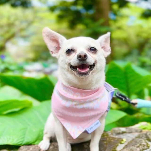 QUICK DRY バンダナ / PORTS + PAWS ハワイ 犬 プルメリア レイ