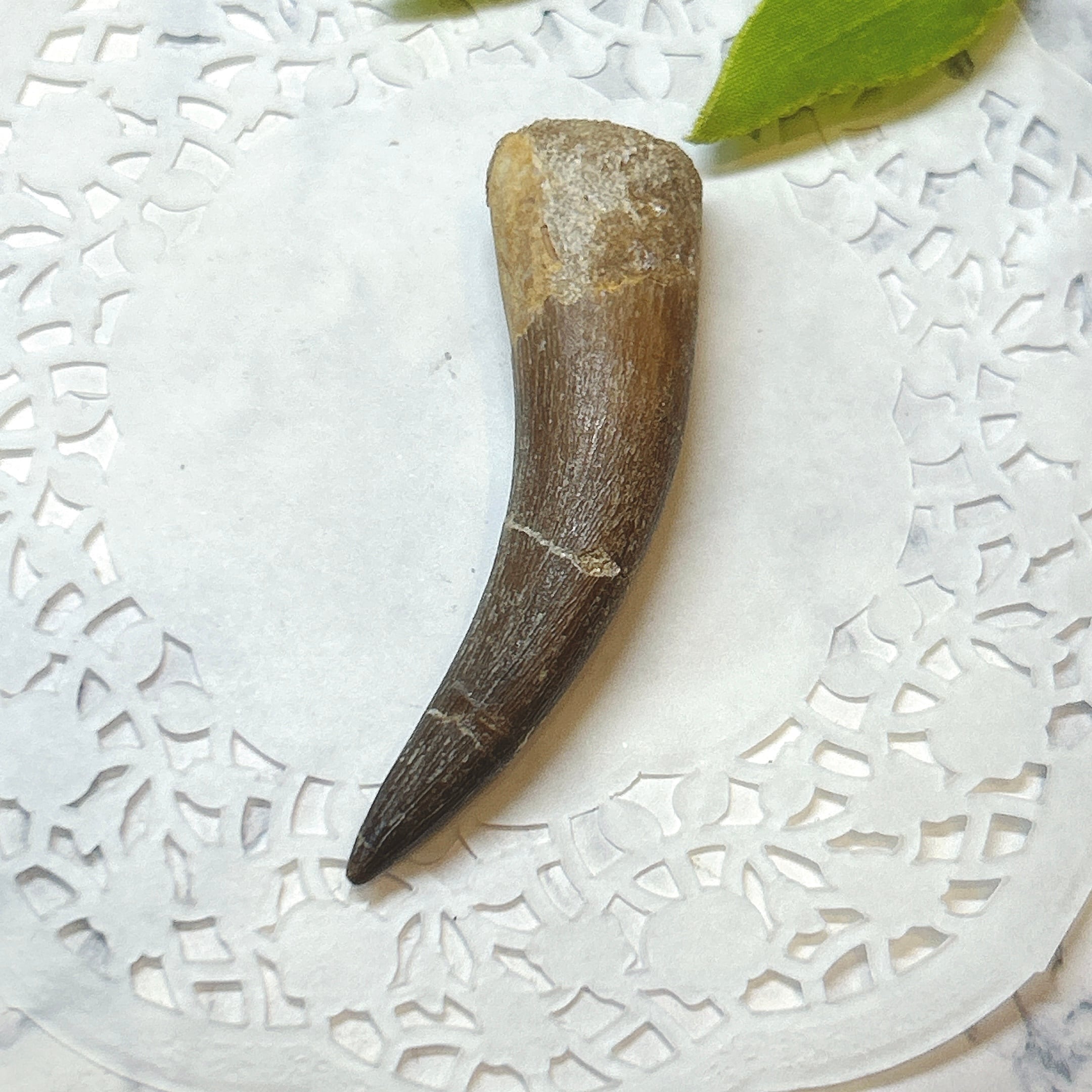 プレシオサウルス　歯　化石　pr16 17912】プレシオサウルス 歯化石 Plesiosaurus tooth | クリスタル