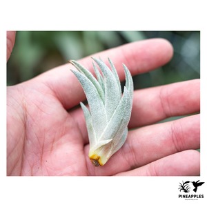 Tillandsia gardneri var. rupicola x sprengeliana