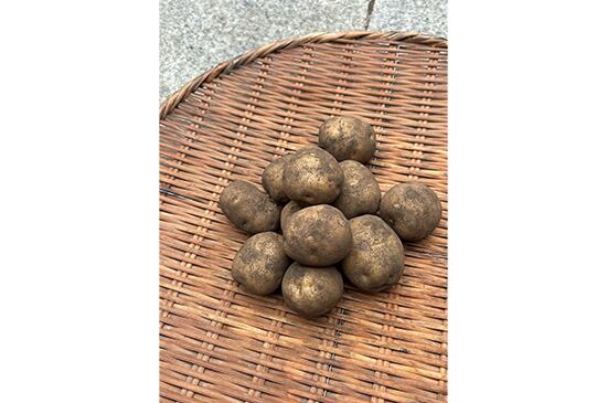 【きめ細かい】舟石芋・500g