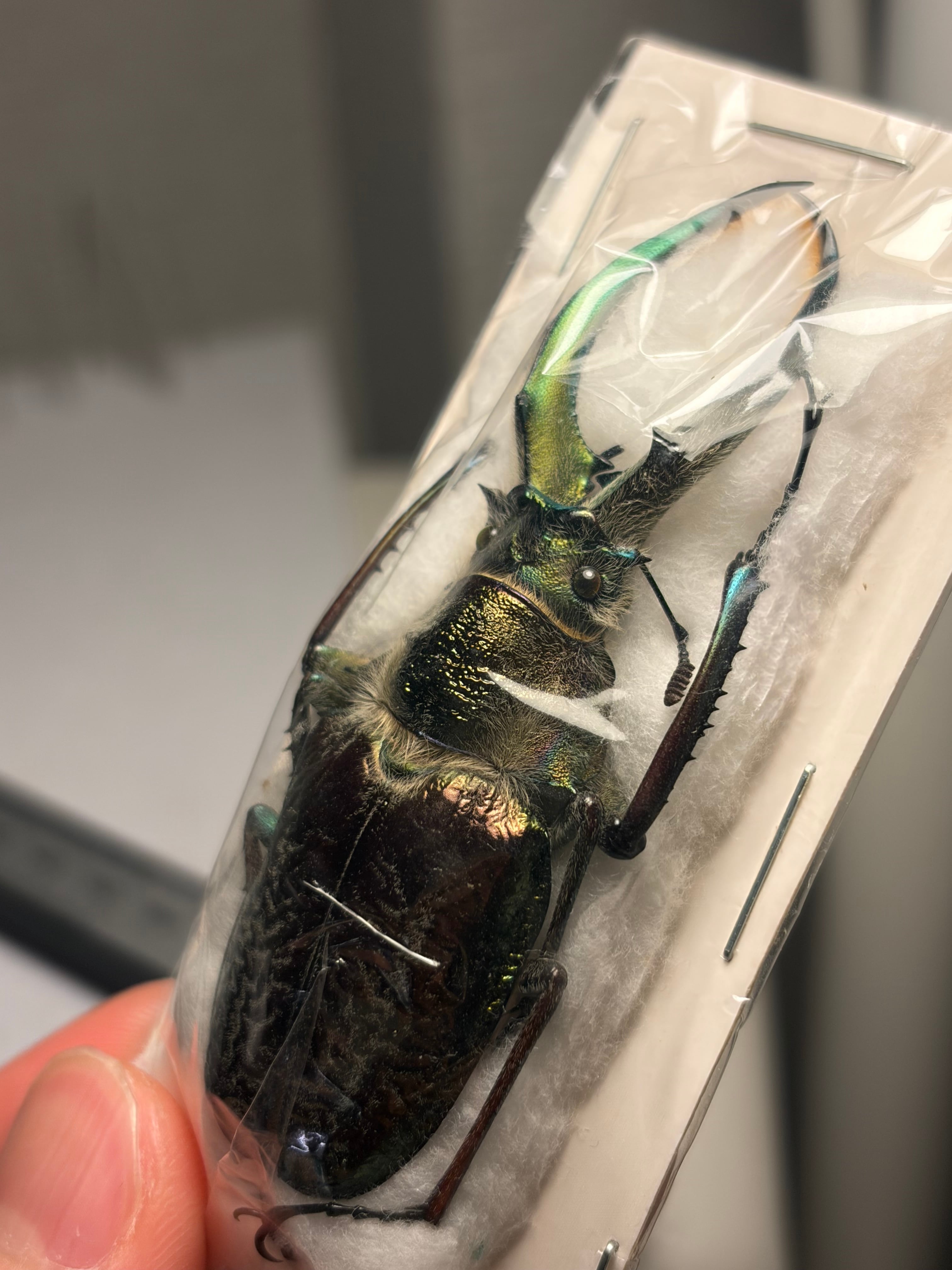 顎青緑69mm】ギガンテウスシワバネクワガタ 昆虫標本 ニジイロクワガタ