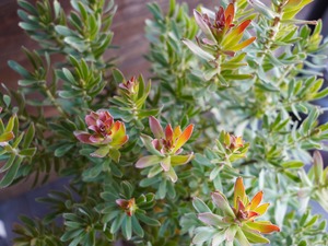 【現物】ミメテス ”クラッカージャックレッド”