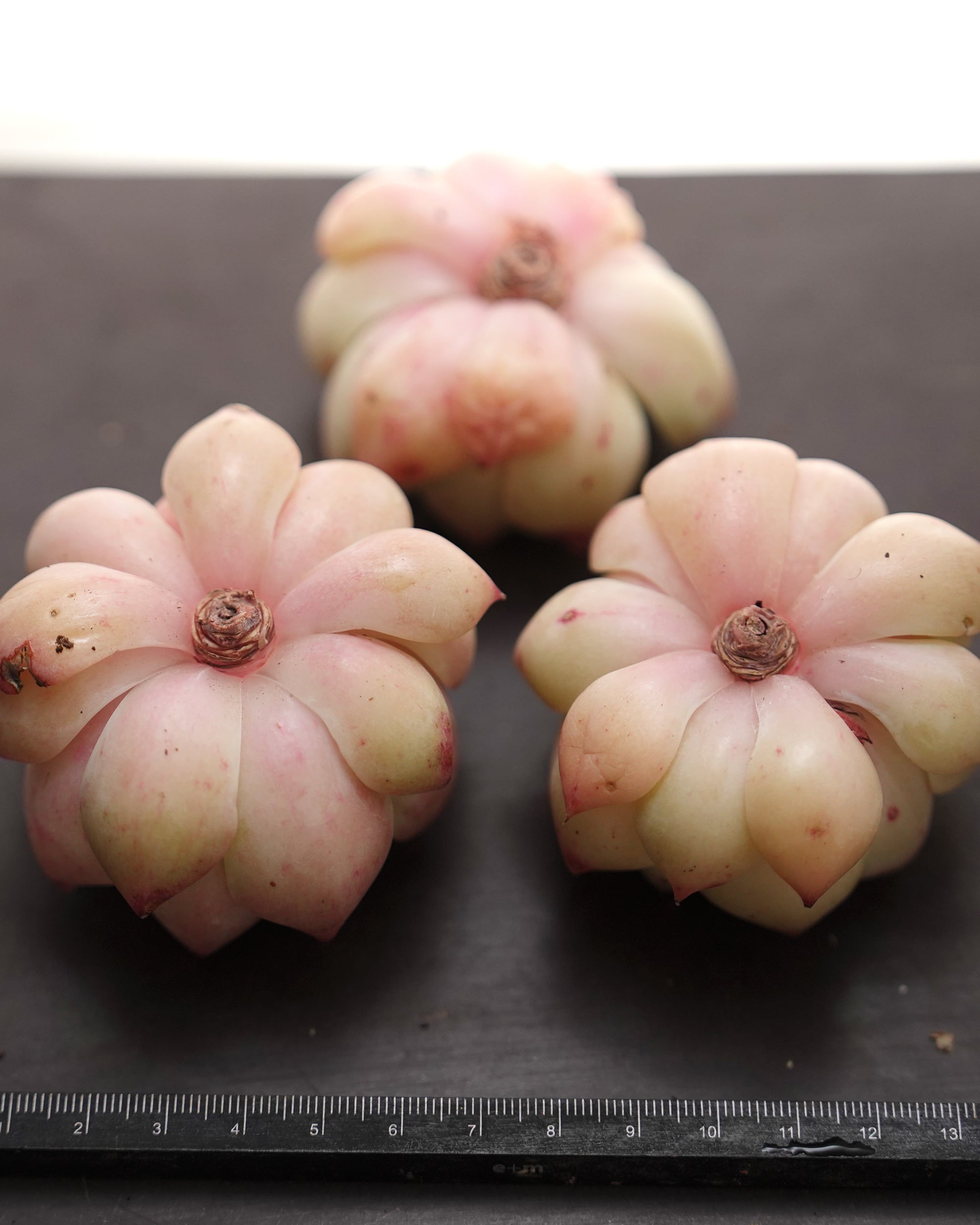 カット苗 イエロージェイン【日本初上陸?!】 Echeveria 'Yellow Jane