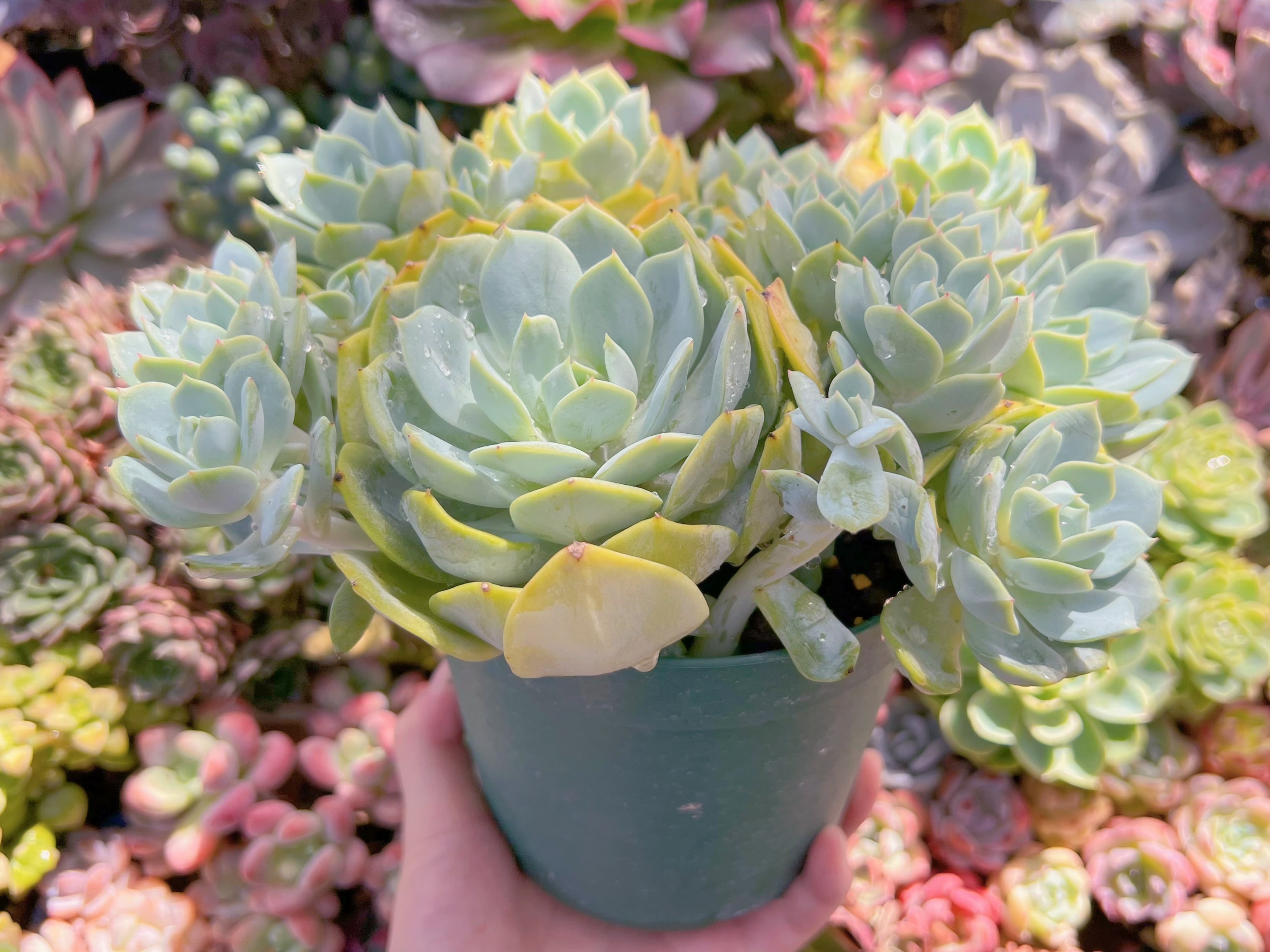 現品 冷香#666 特大大群生 るる農園 | るる農園~多肉植物専門