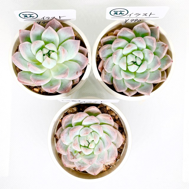 イラスト 韓国苗多肉植物 Gardenえん