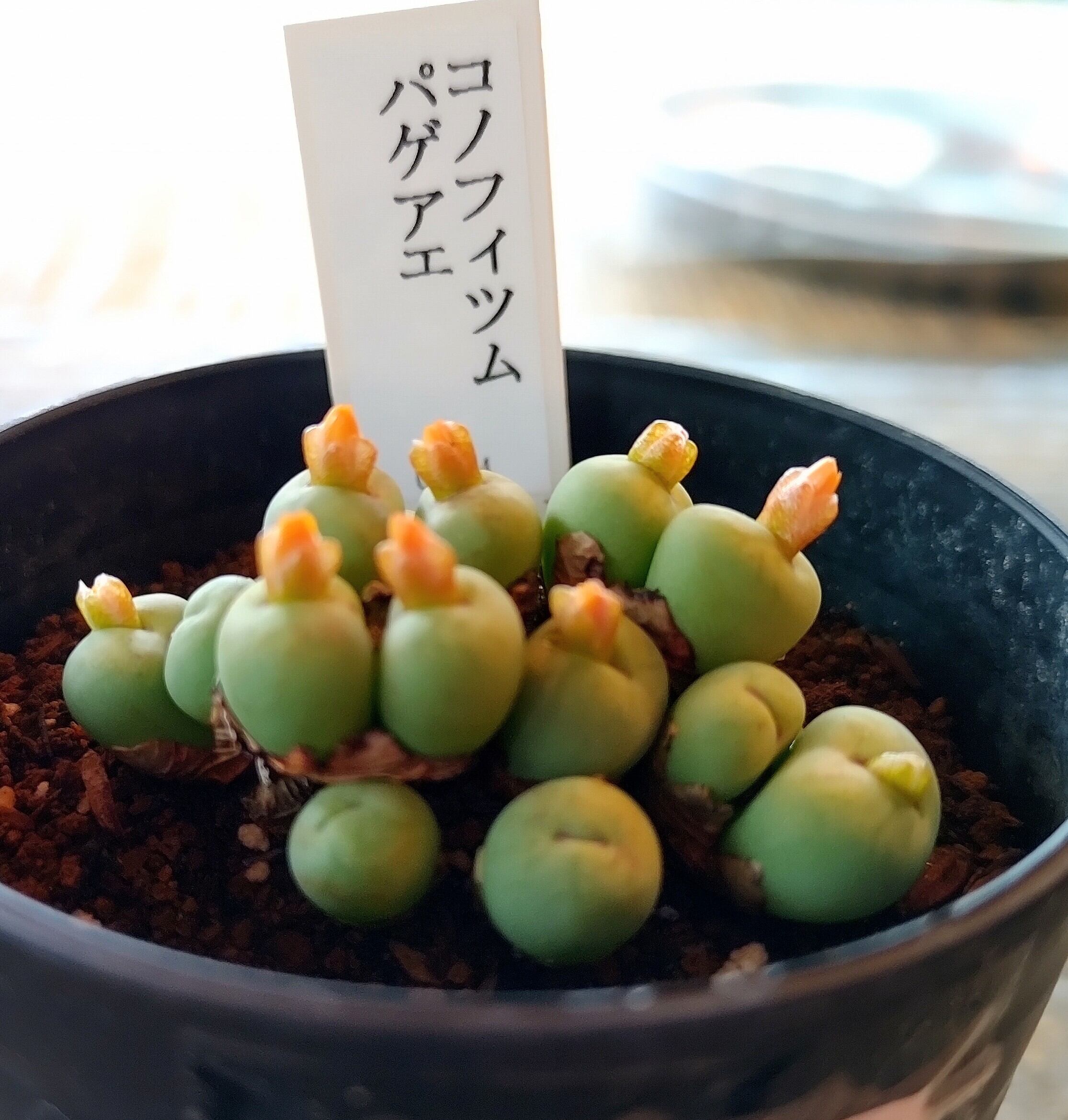 コノフィツム パゲアエ '小姓' (Conophytum pageae 'Kosho') 大4+小1