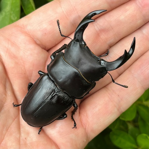 【新成虫】岡山県岡山市産オオクワガタペアF1個体（♂70mm） #6740