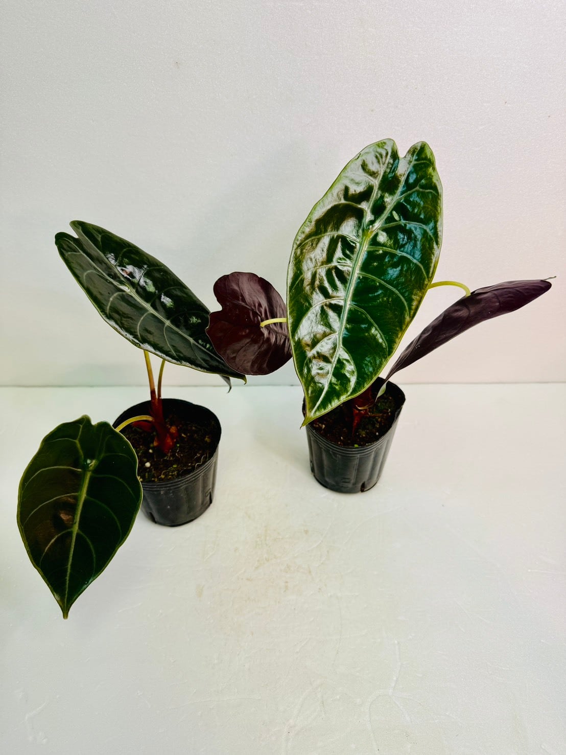 アロカシア・スカルプラム 4号 | 観葉植物と雑貨のお店 VIVAGREEN