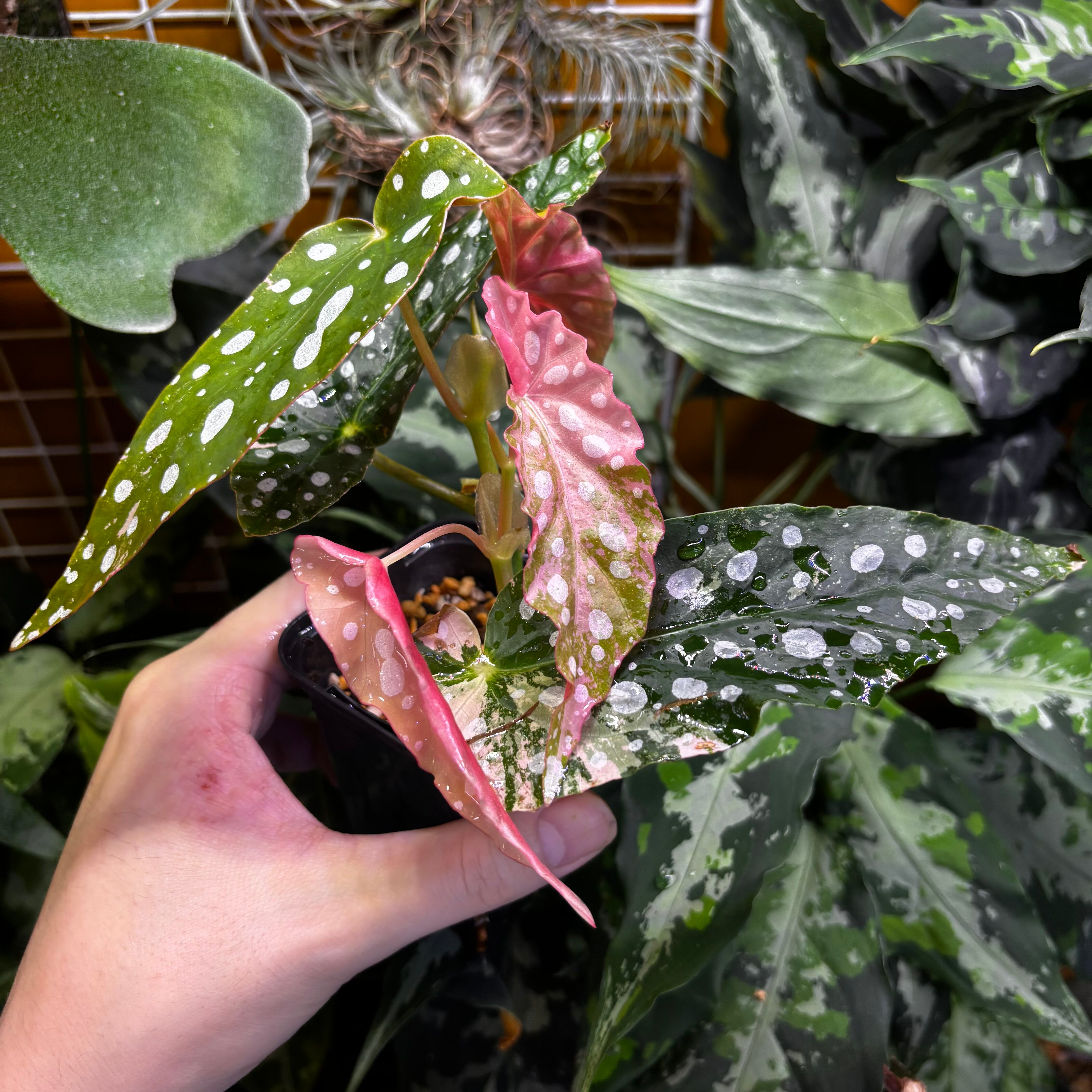 Begonia maculata 'Pink Variegated' ベゴニア マクラータ 斑入り