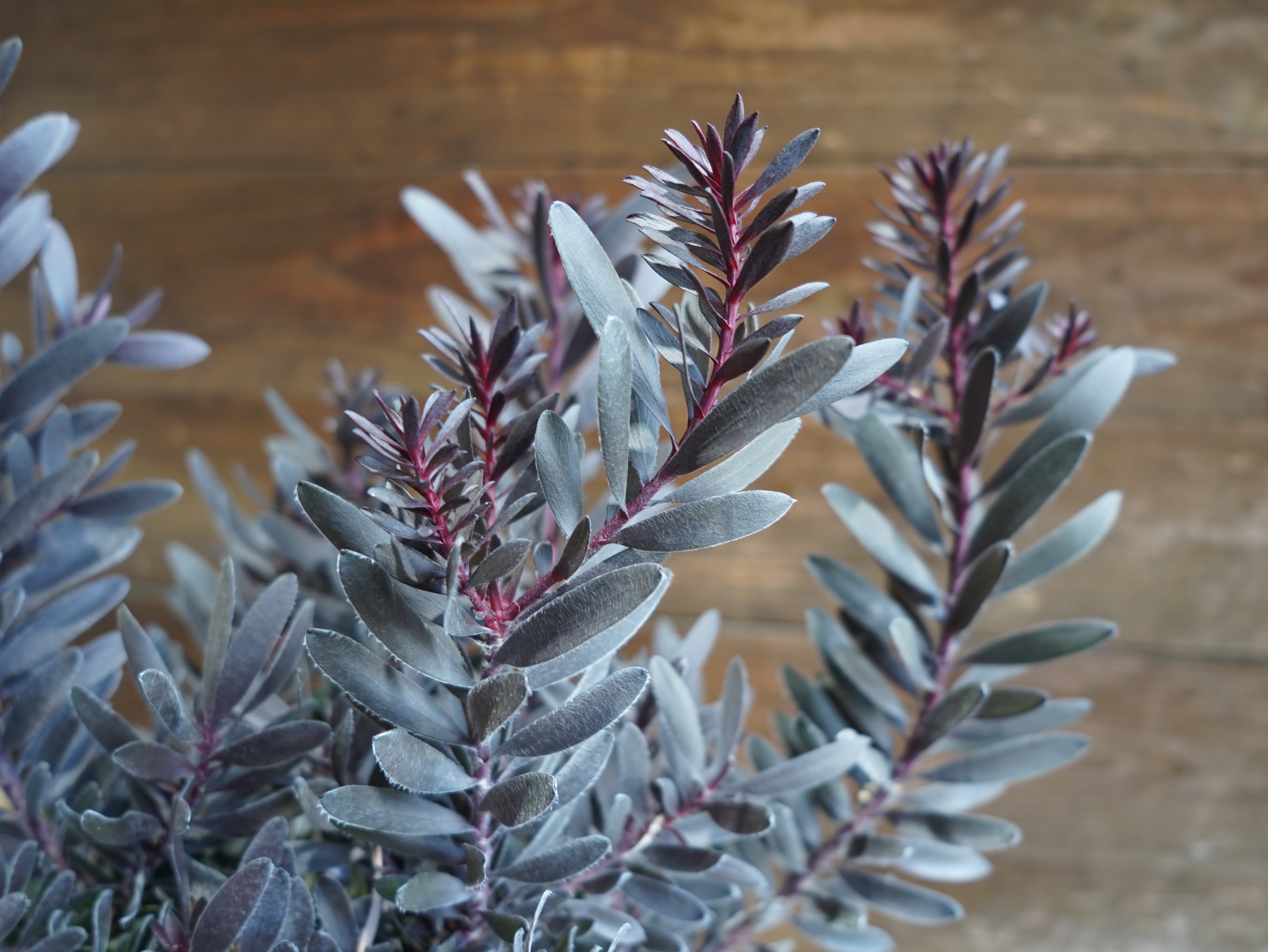 【現物】リューカデンドロン　”デュリフ”　B