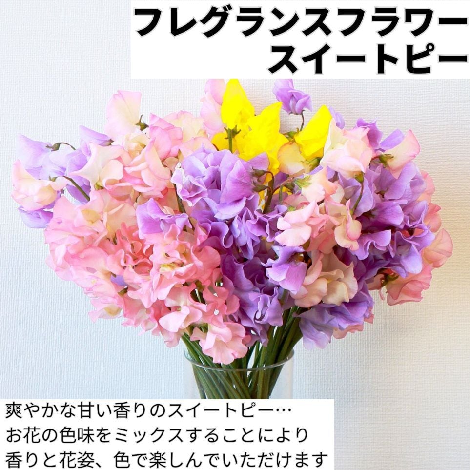 門出/お祝い/春のアレンジメント】 スイートピー mix 門出ブーケ