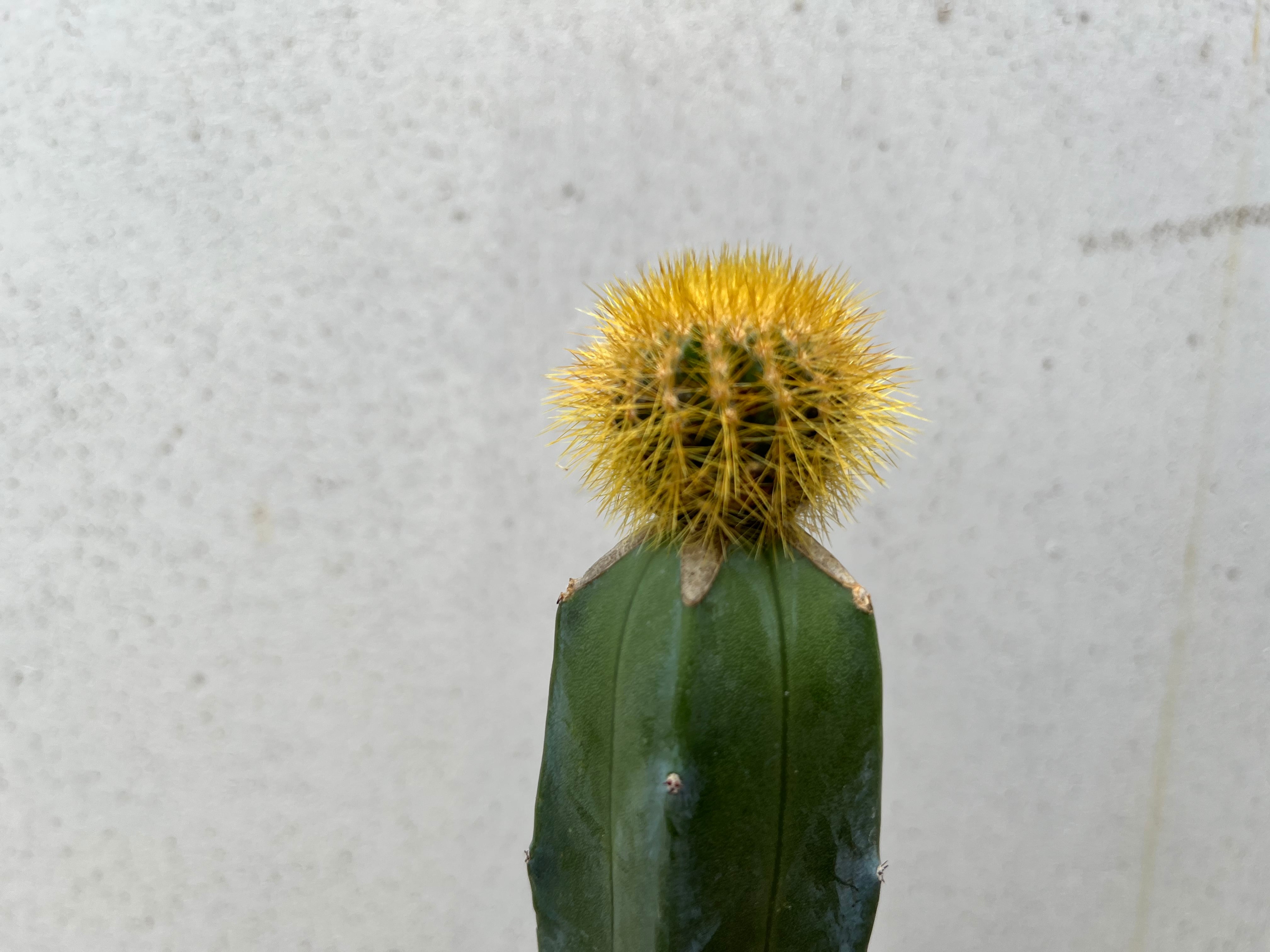 Uebelmannia pectinifera v. eriocactoides ユーベルマニア エリオ