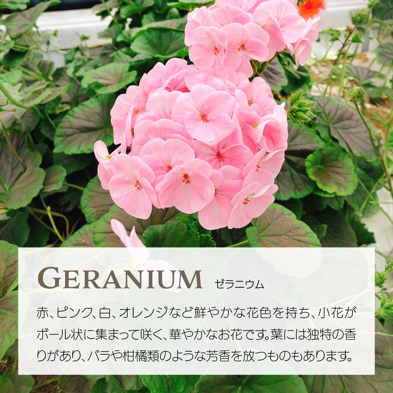 食べられるお花】エディブルフラワー 13輪程度 化学肥料/化学農薬不