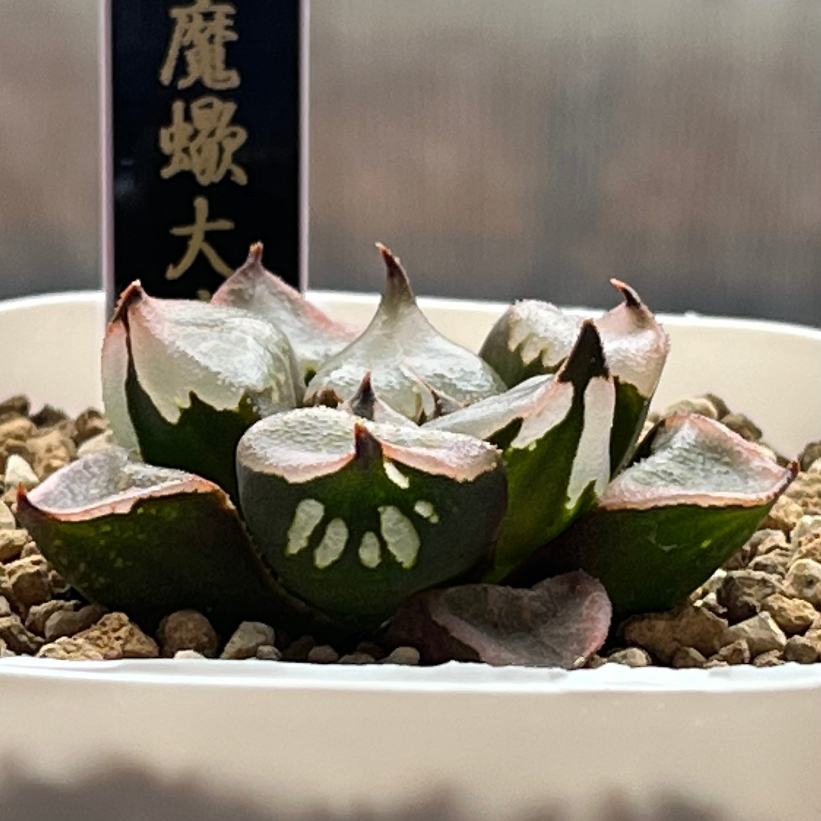 ハオルチア 魔蠍大帝 | mocono_plants