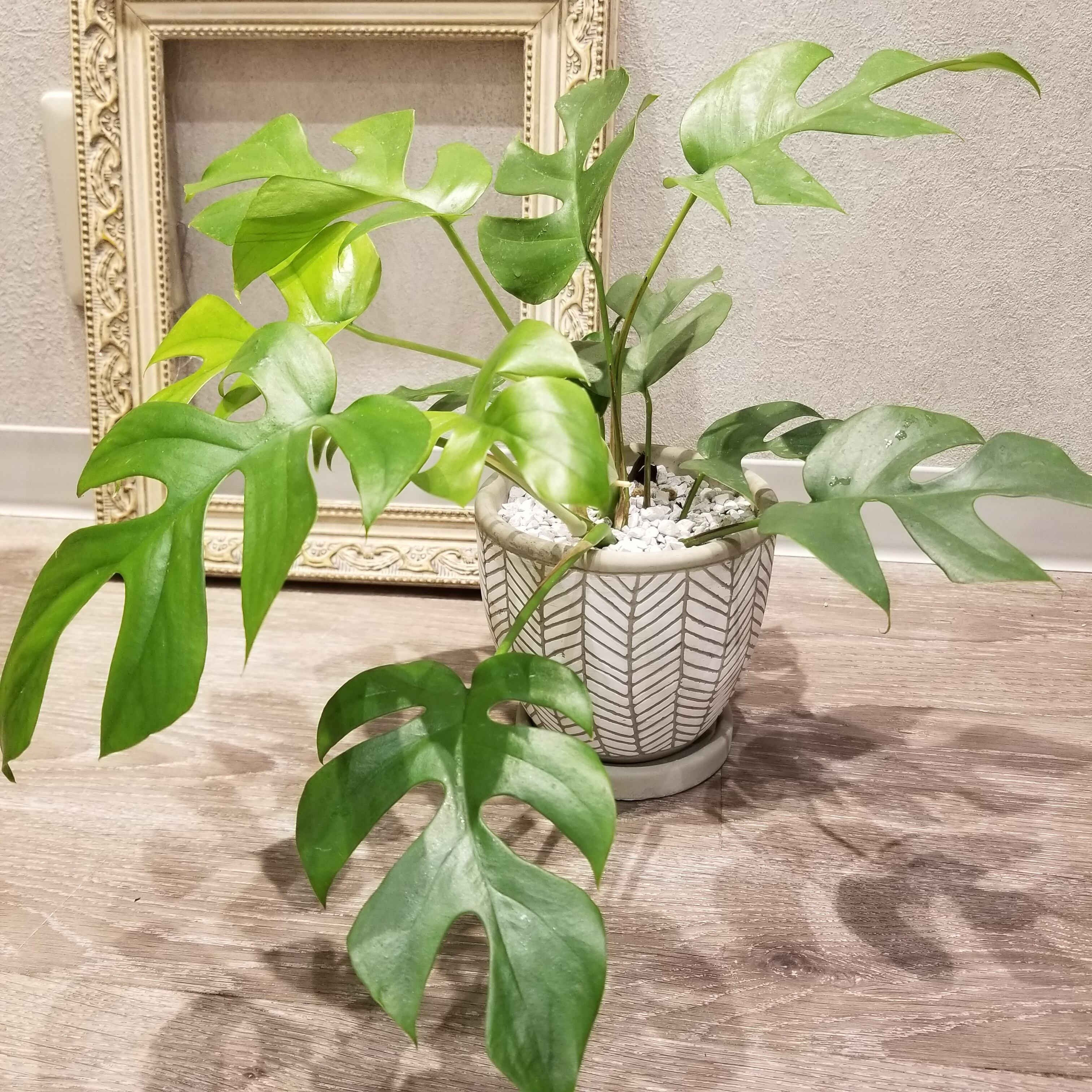一点もの ヒメモンステラ 観葉植物 モンステラ 人気 初心者おすすめ 陶器 ギフト お祝い 開店祝 新築祝い 引越し祝 自分にギフト フラワーギフト専門店 Conoka Online Shop お花や観葉植物で記念日を彩る