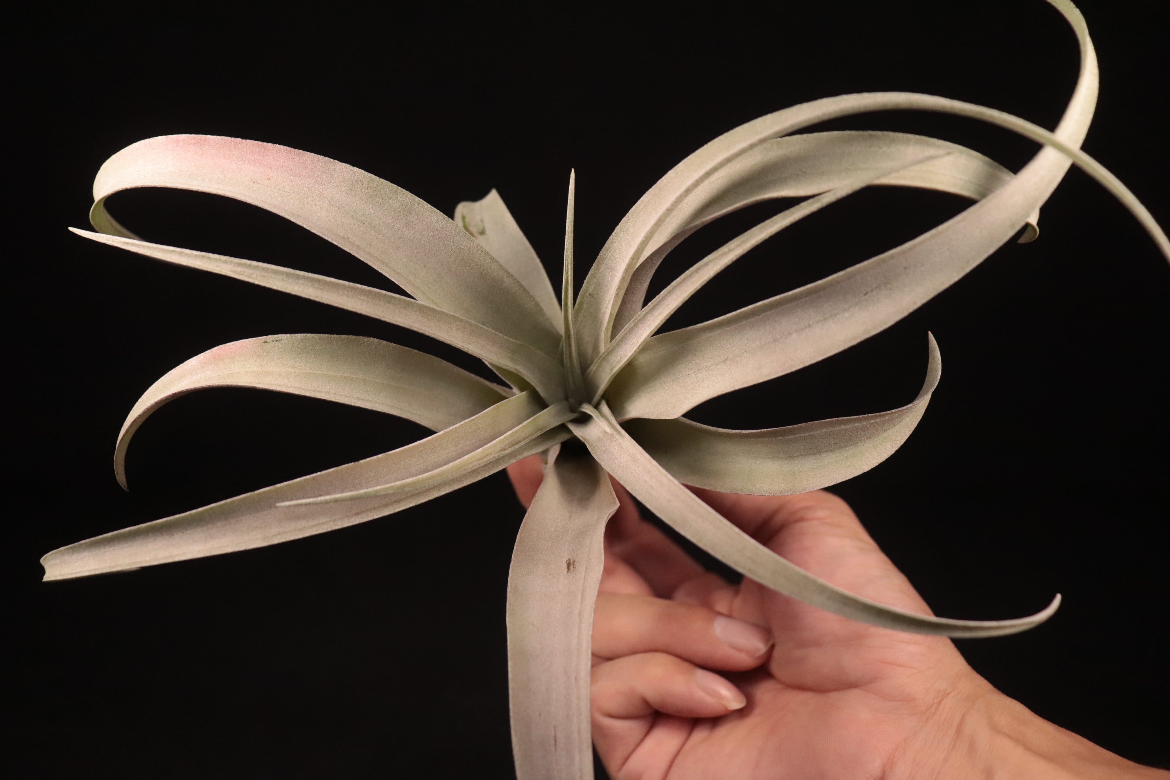 送料無料】'Coconut Grove'〔エアプランツ〕現品発送T4363