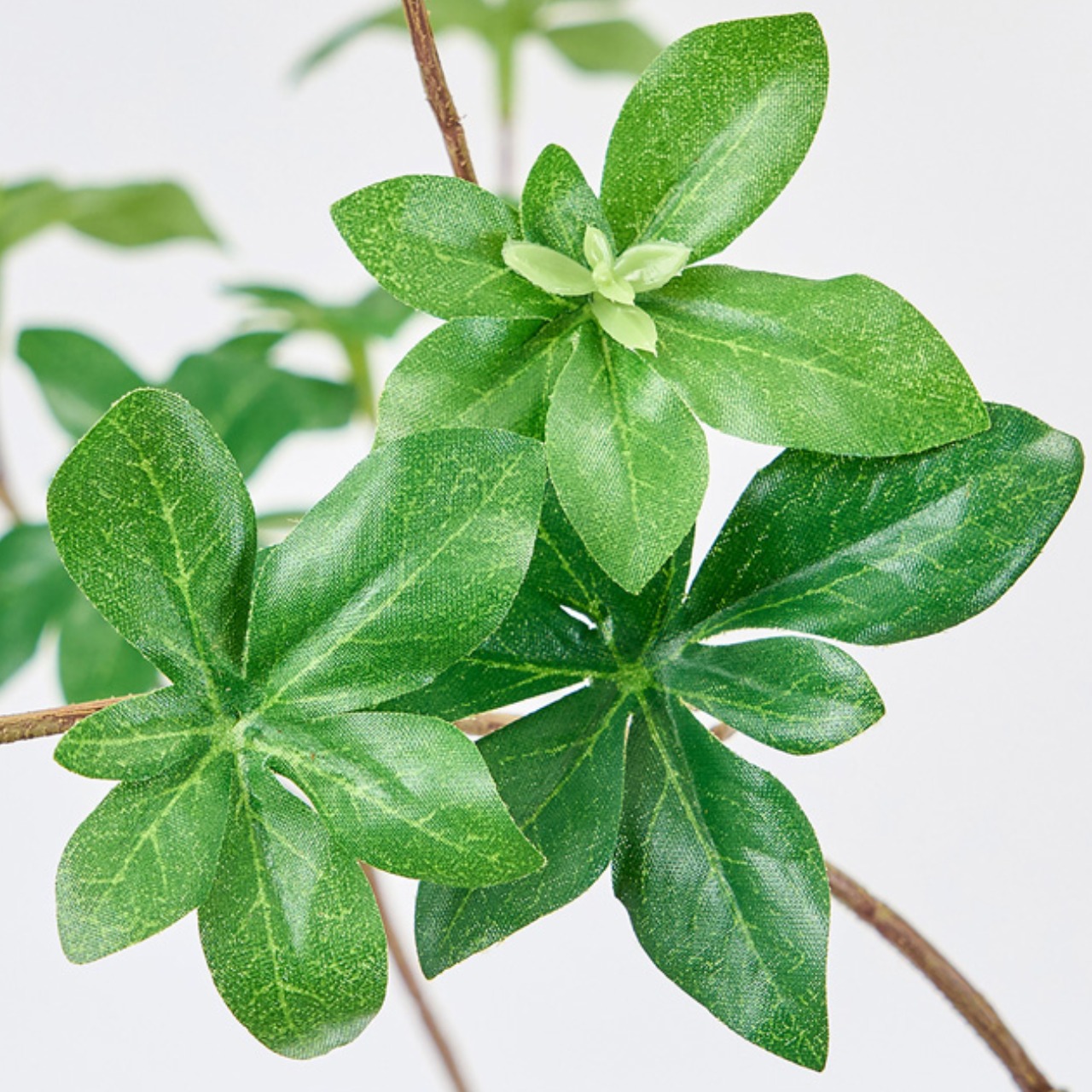 ドウダンツツジ 切り枝 165cm