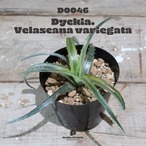【送料無料】Velascana variegata〔ディッキア〕現品発送D0046