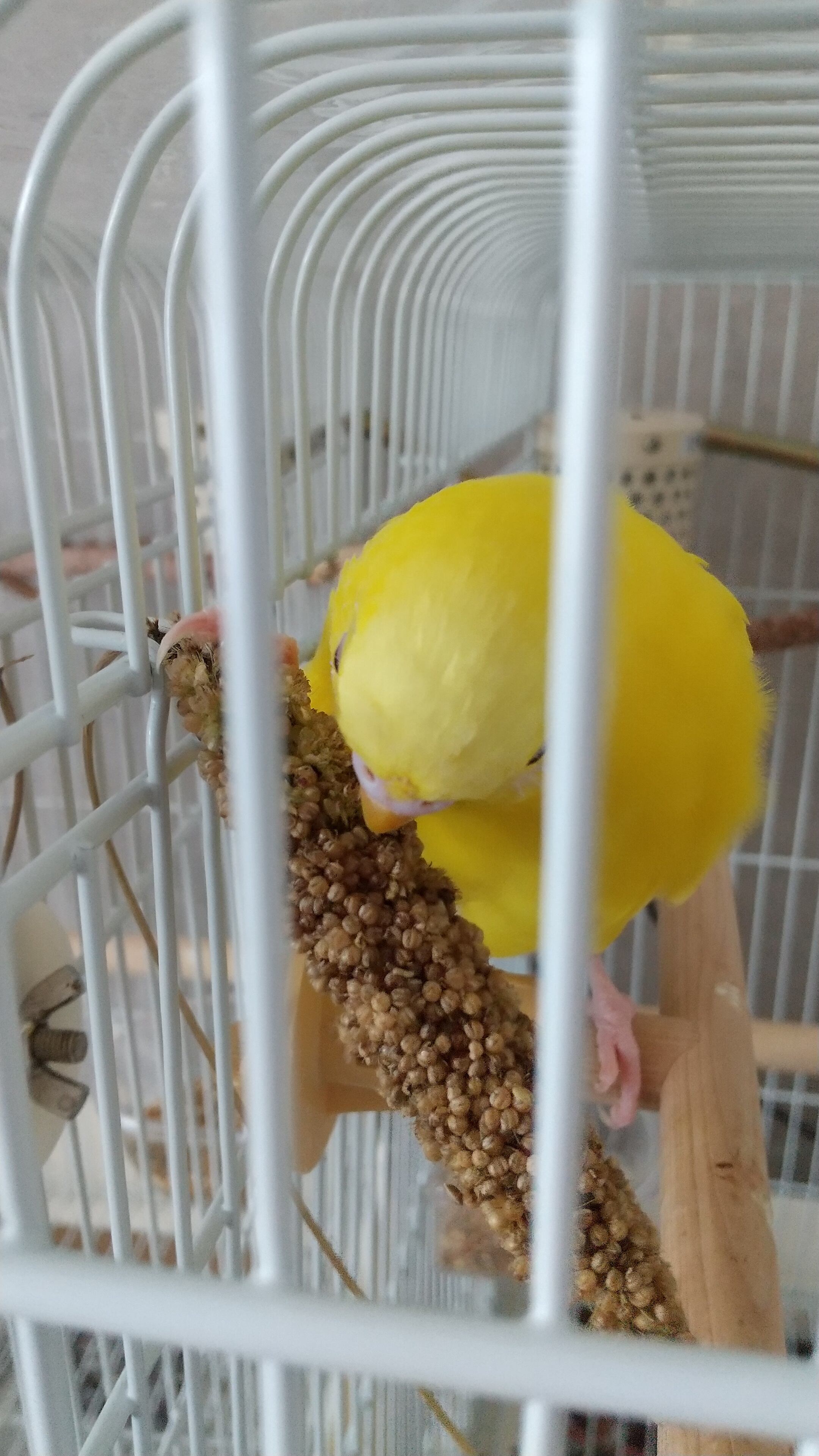 オーダー専用 農家さん直入【北海道産】粟の穂 300g 無農薬 オーダー専用 農家さん直入【北海道産】粟の穂 300g 無農薬