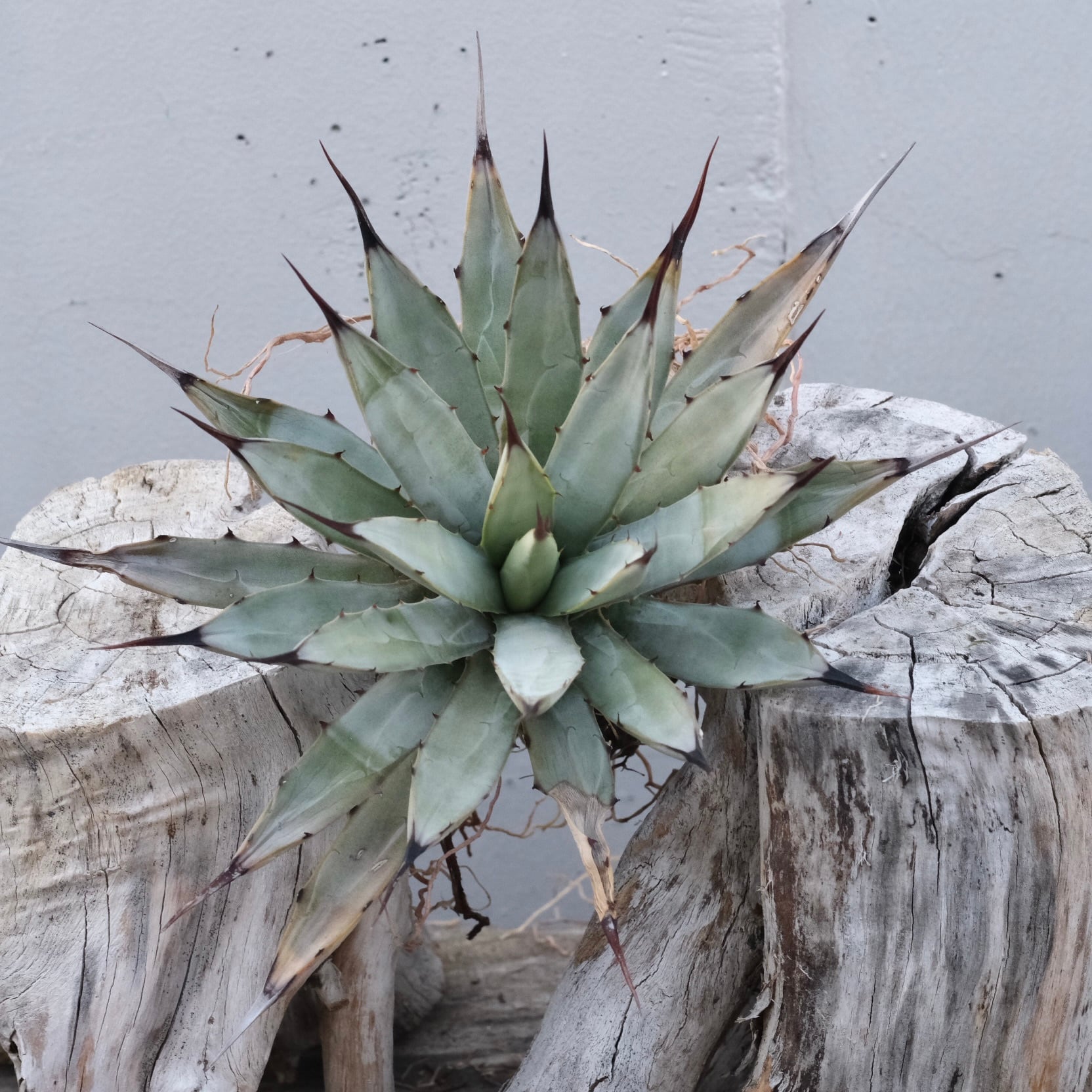 Agave titanota Wabi チェリーボム 13cm(子株付） | wabi