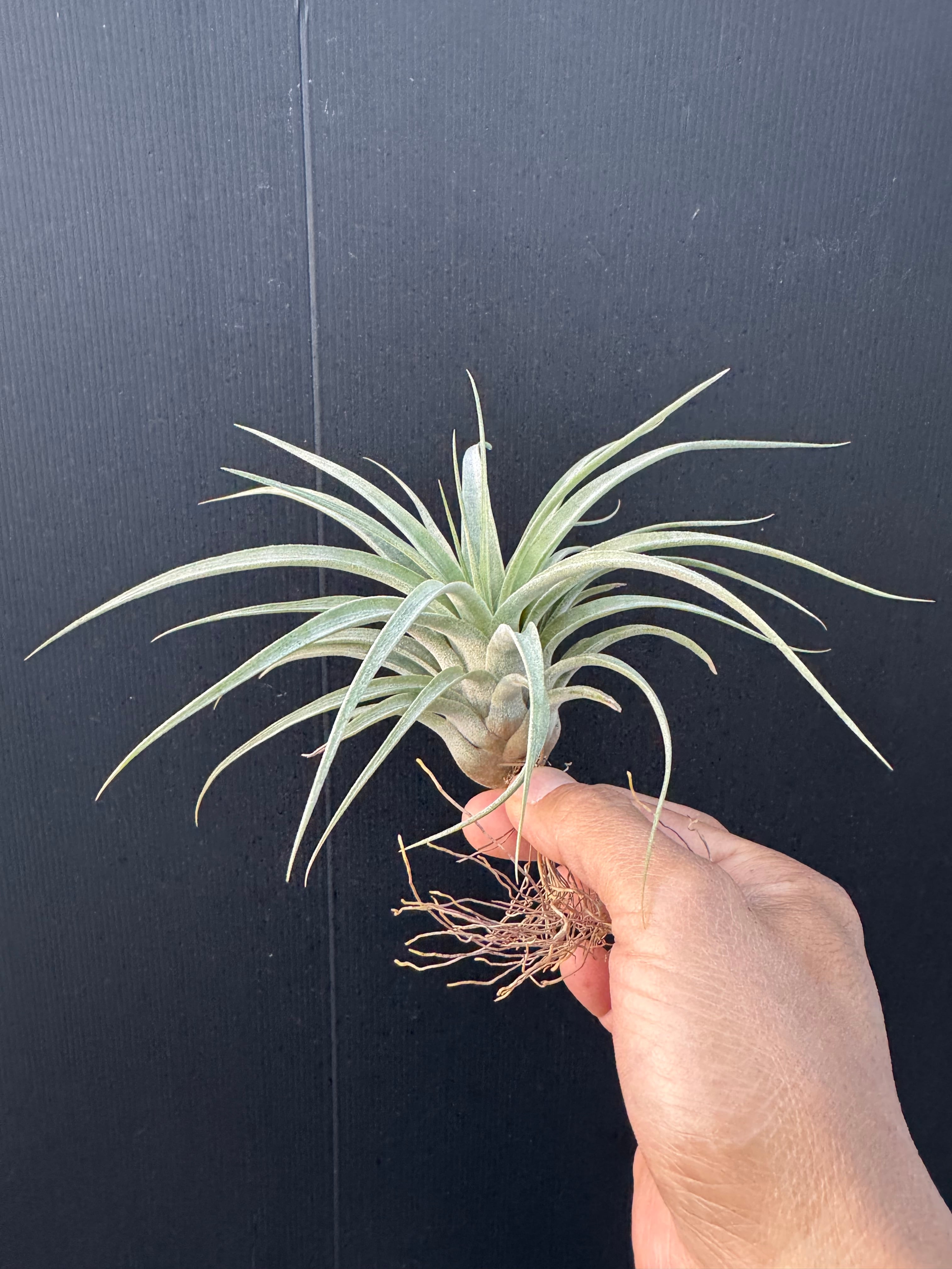 イオナンタ ヘッジホッグ ionantha Hedgehog cvc. | Pay ID