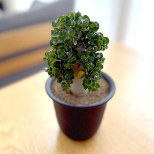 アデニウム　巻葉