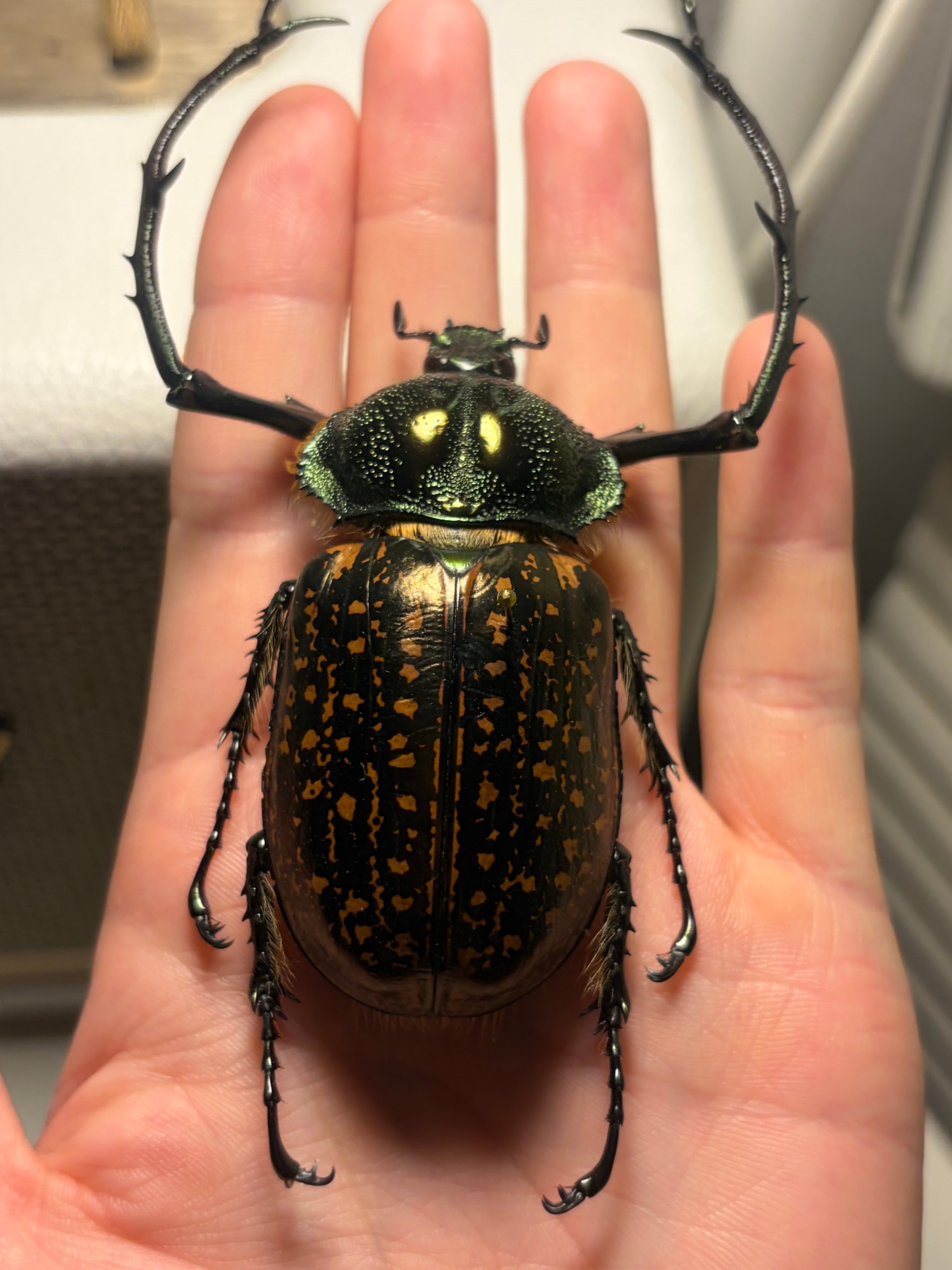 68mm】祈り拝むヤンソニーテナガコガネ カメムシサシガメ甲虫標本