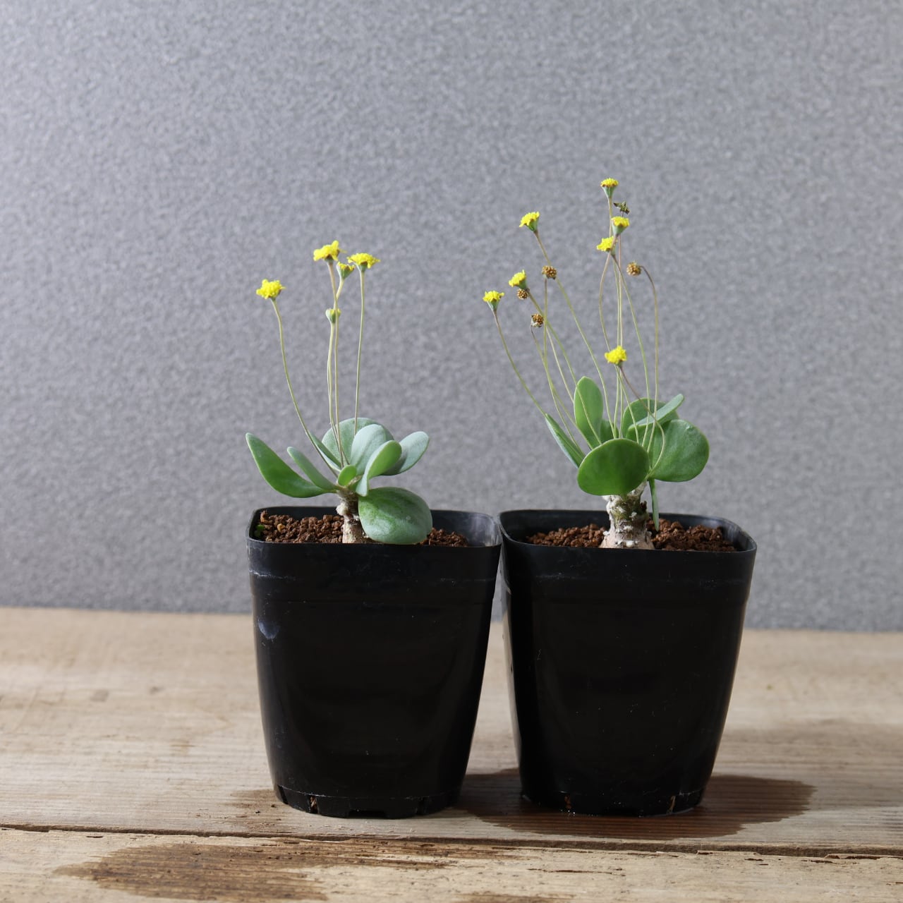 506『オトンナ ピグマエア』観葉植物【送料無料】 | MARX PLANTS