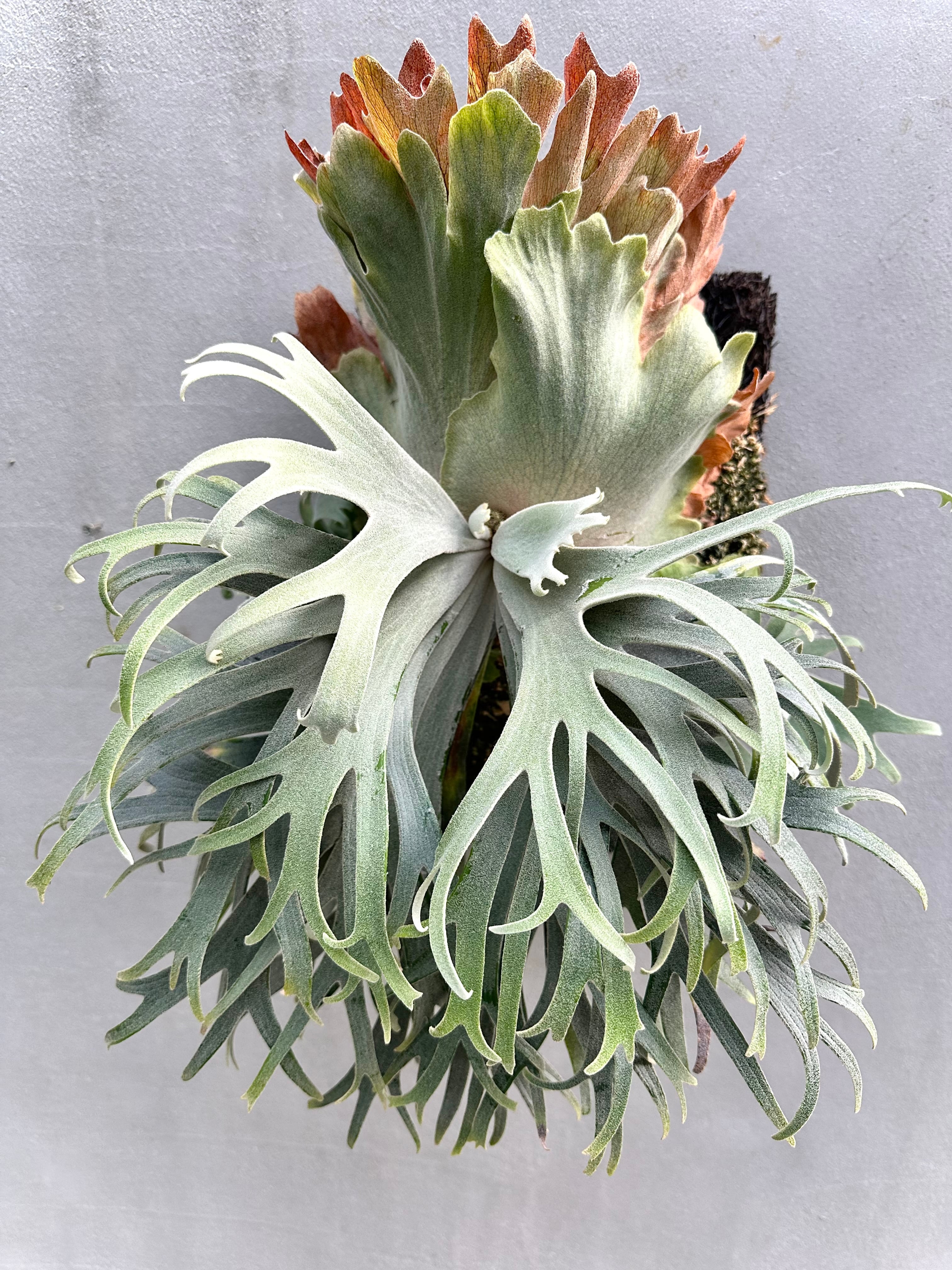 vandaka plants