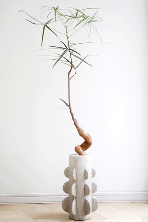 【M】ブラキキトン ルペストリス/Brachychiton rupestris