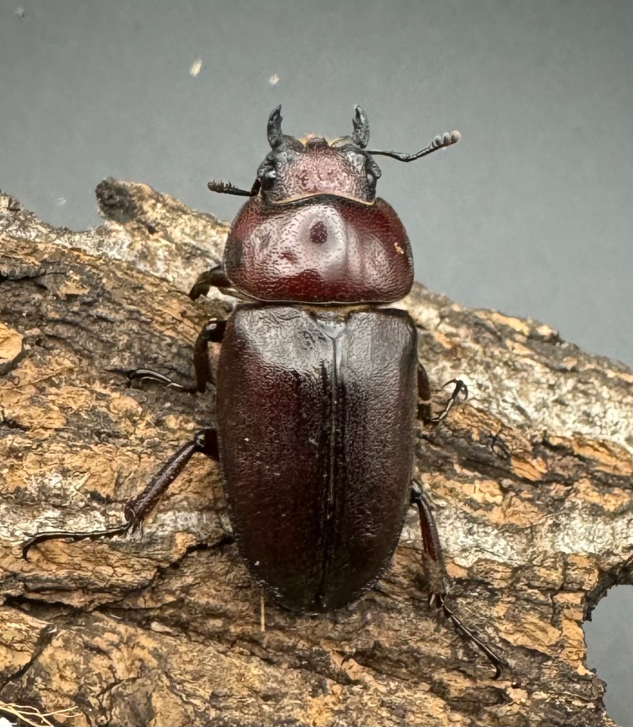 《トカラノコギリクワガタ 悪石島産 B品♀単》