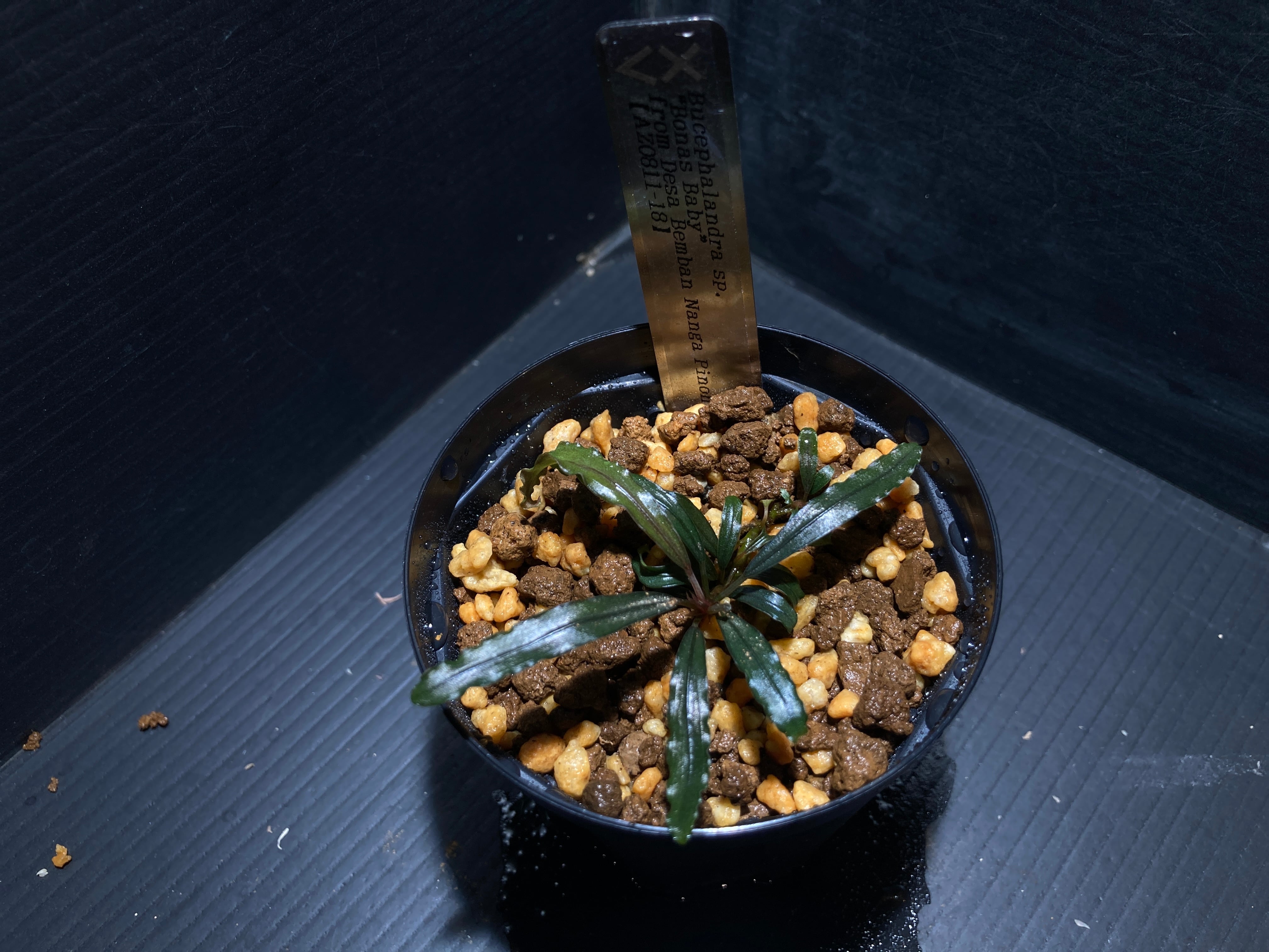 ブセファランドラ | AquaFocus