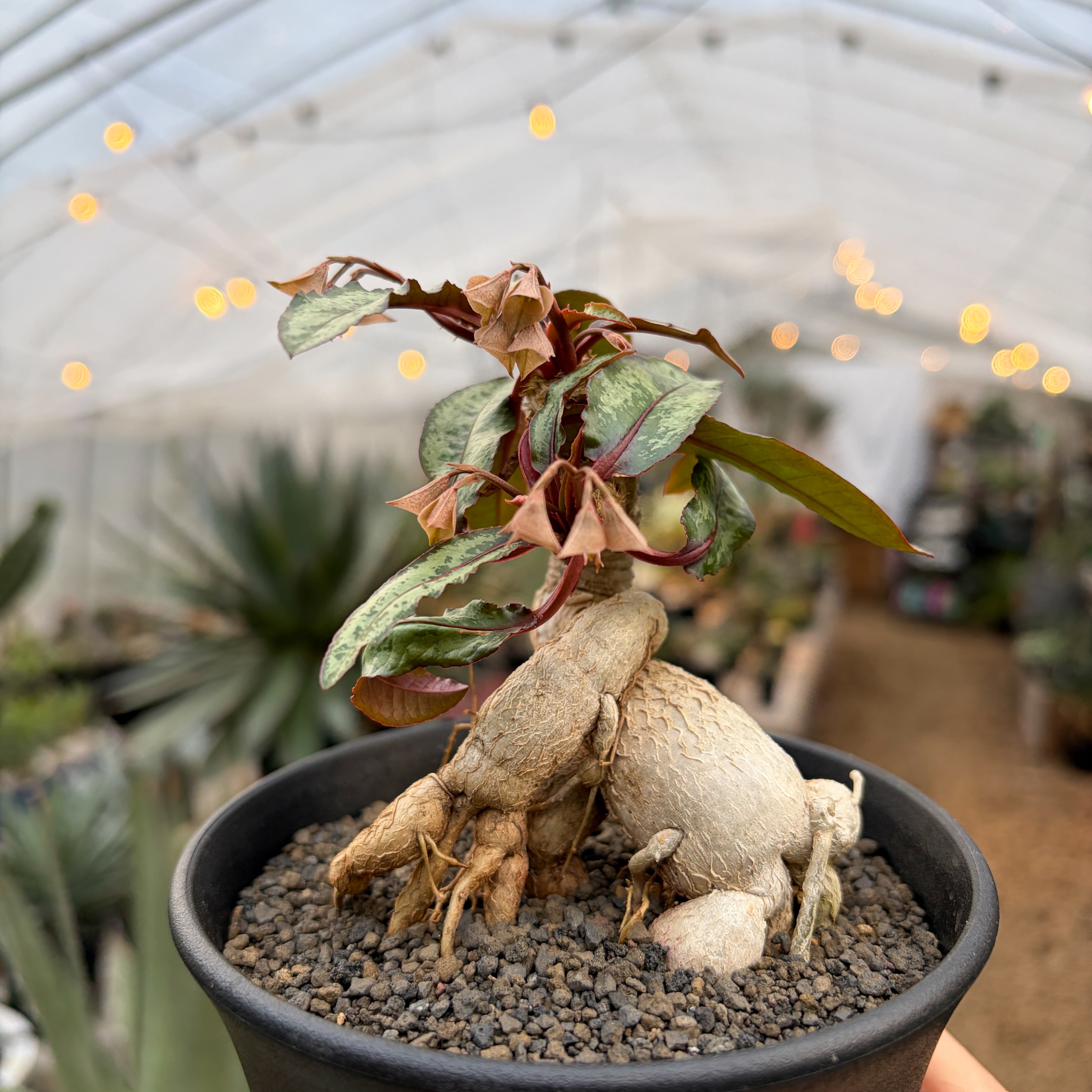 Euphorbia cremersii【ユーフォルビア・クレメルシー】 | RIMO'S GREEN