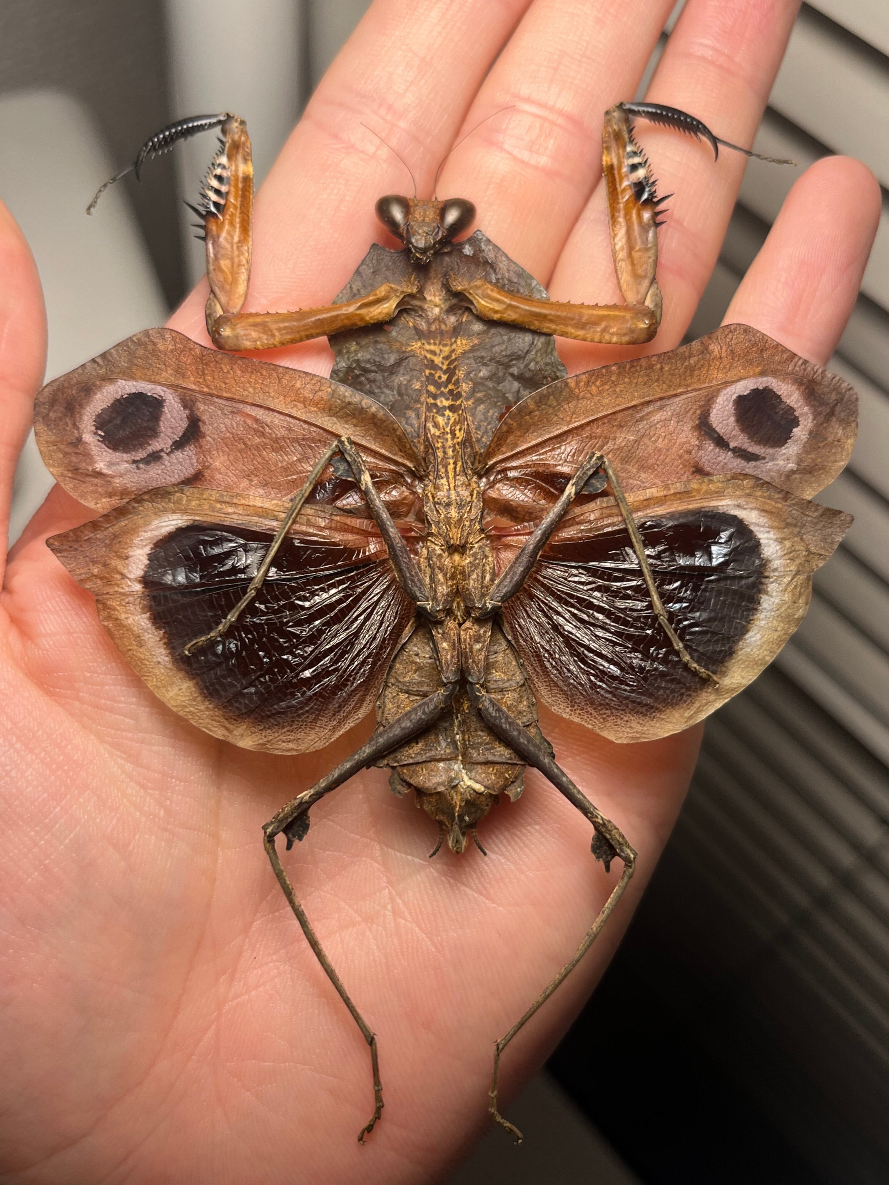 改訂版 日本産セミ科図鑑詳細情報【昆虫】 - 図鑑.jp 【伝説ノ蝉